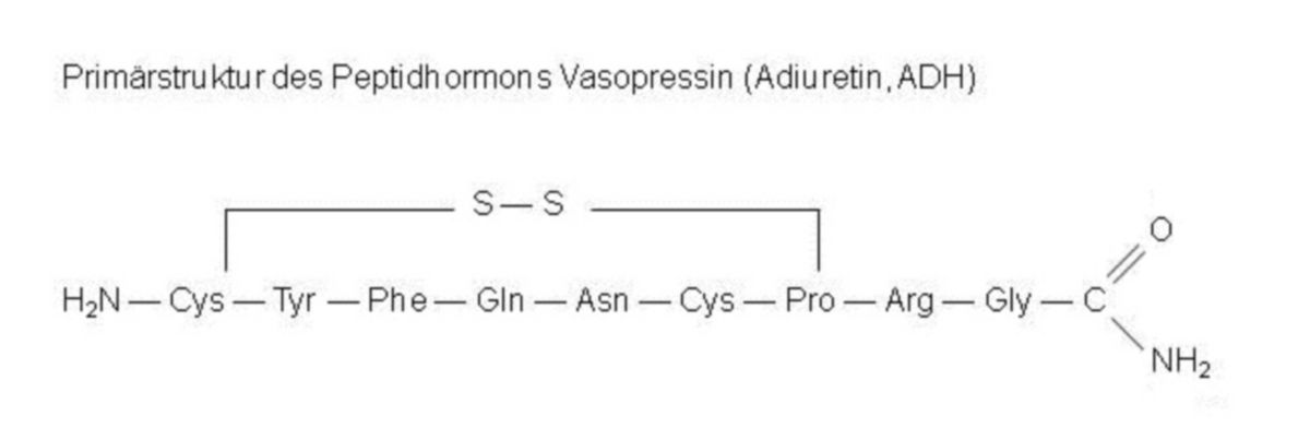 Primärstruktur - Peptidhormon Vasopressin