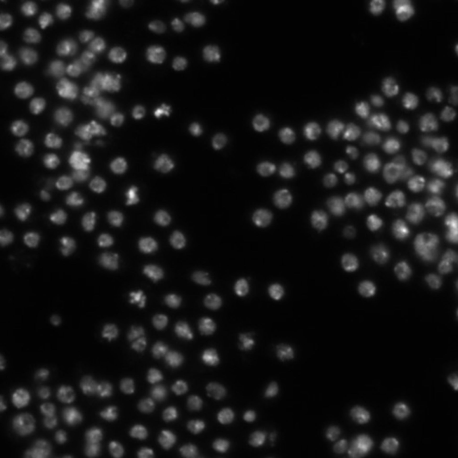 Drosophila melanogaster (DNA) - CIL:21781