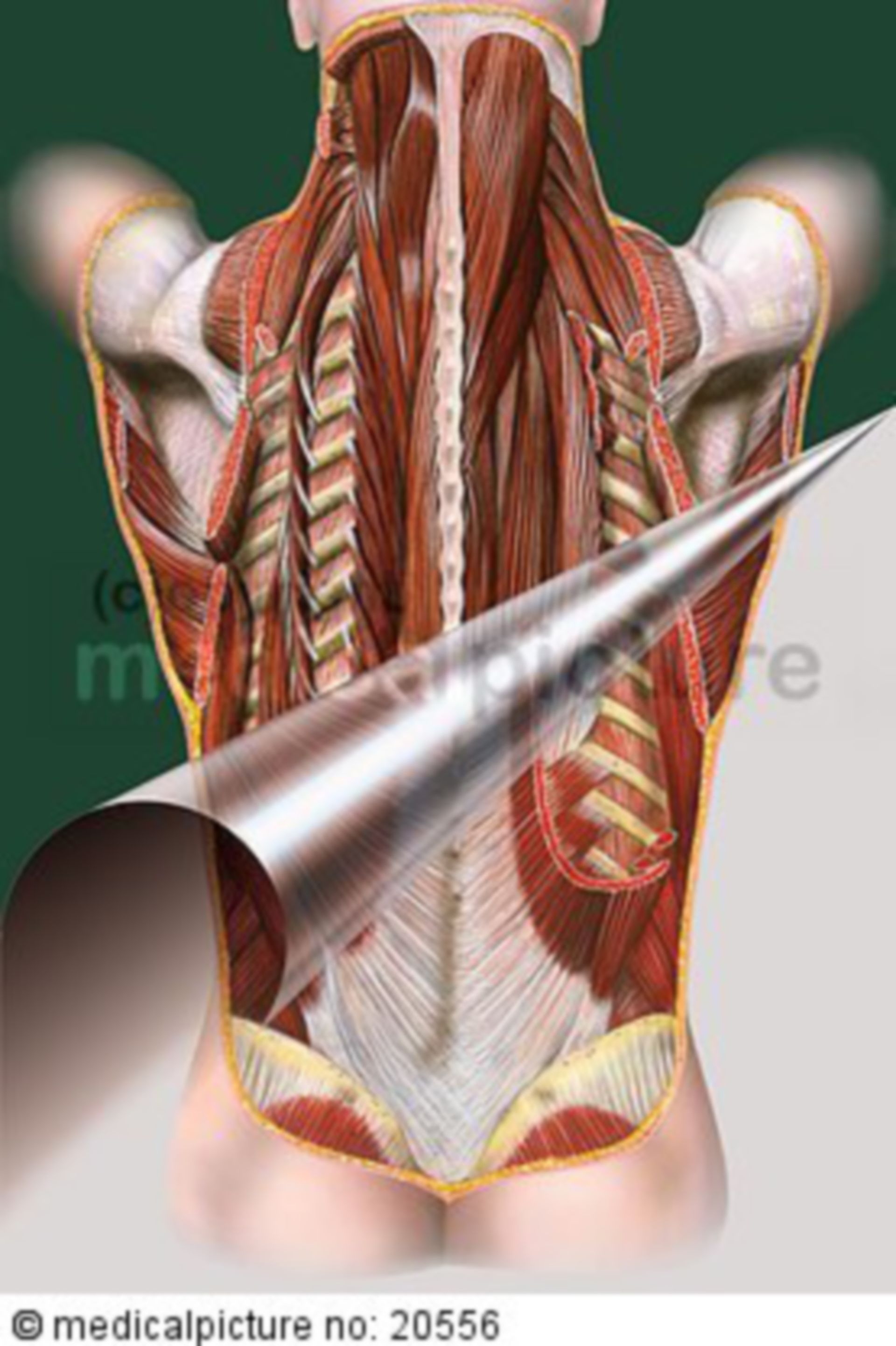 Dorsal muscles