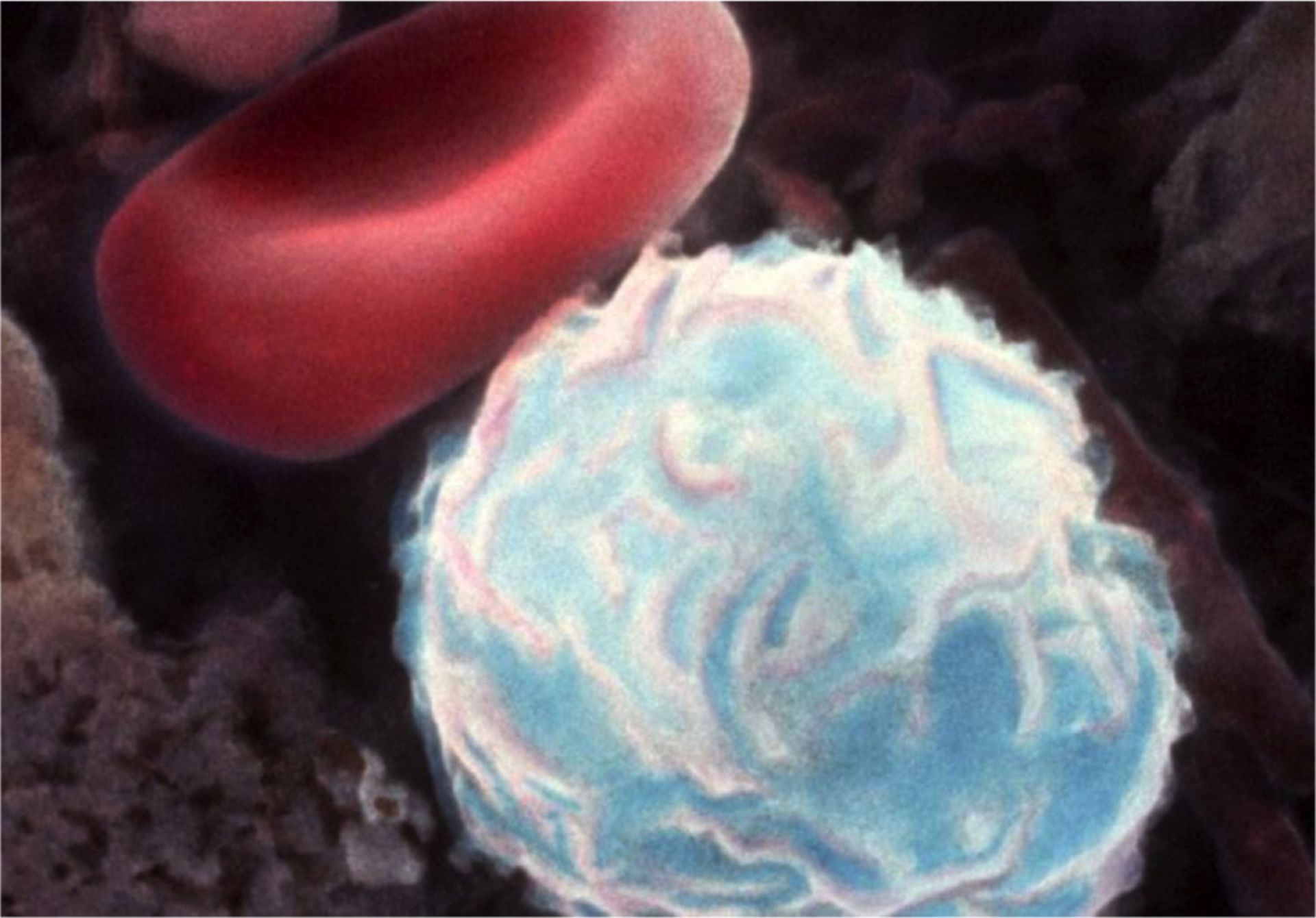 Blut: Lymphozyte und rotes Blutkörperchen