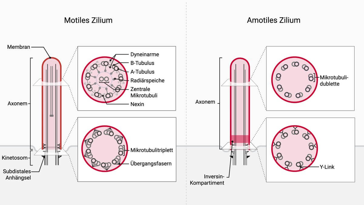 Zilium