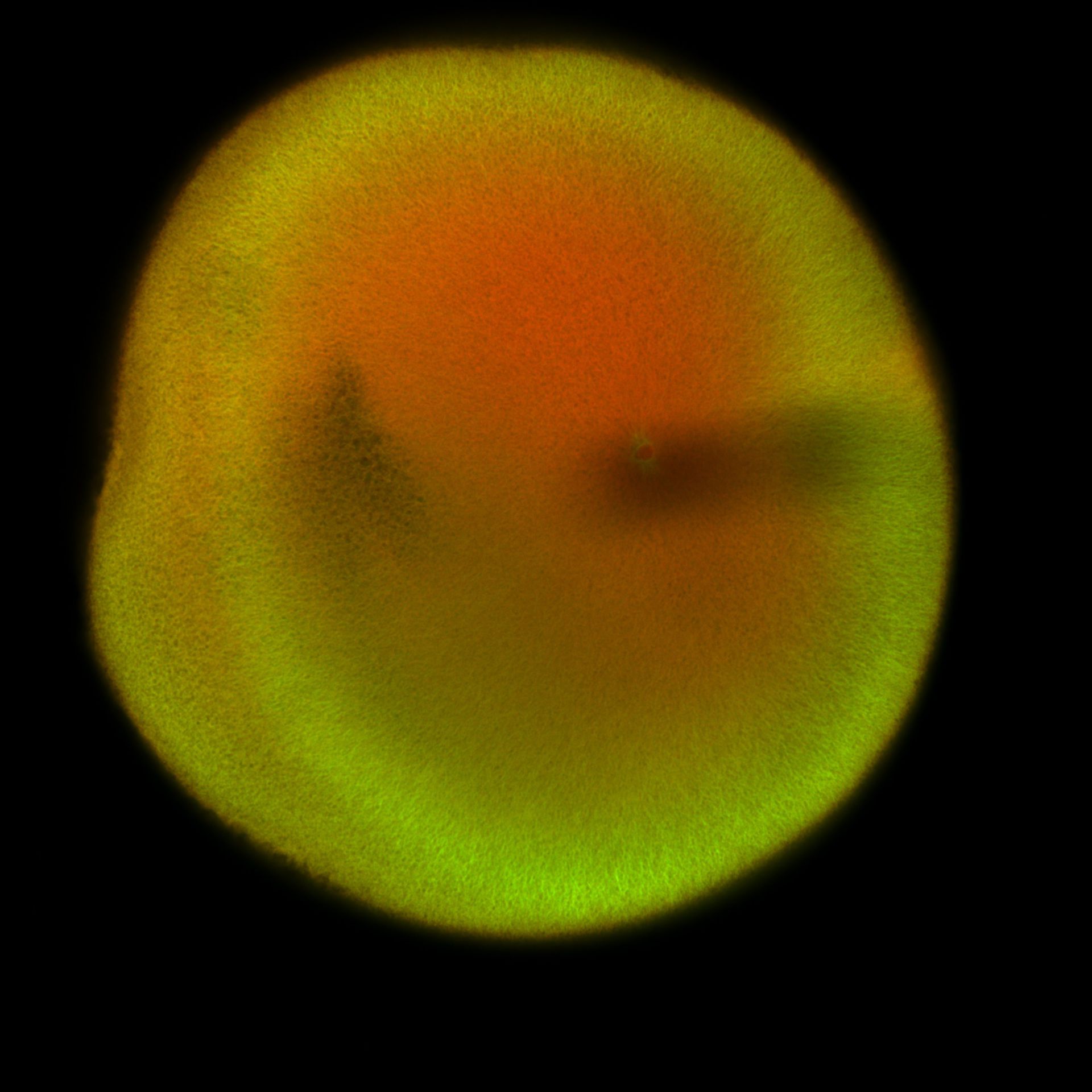 Xenopus laevis (DNA) - CIL:36486