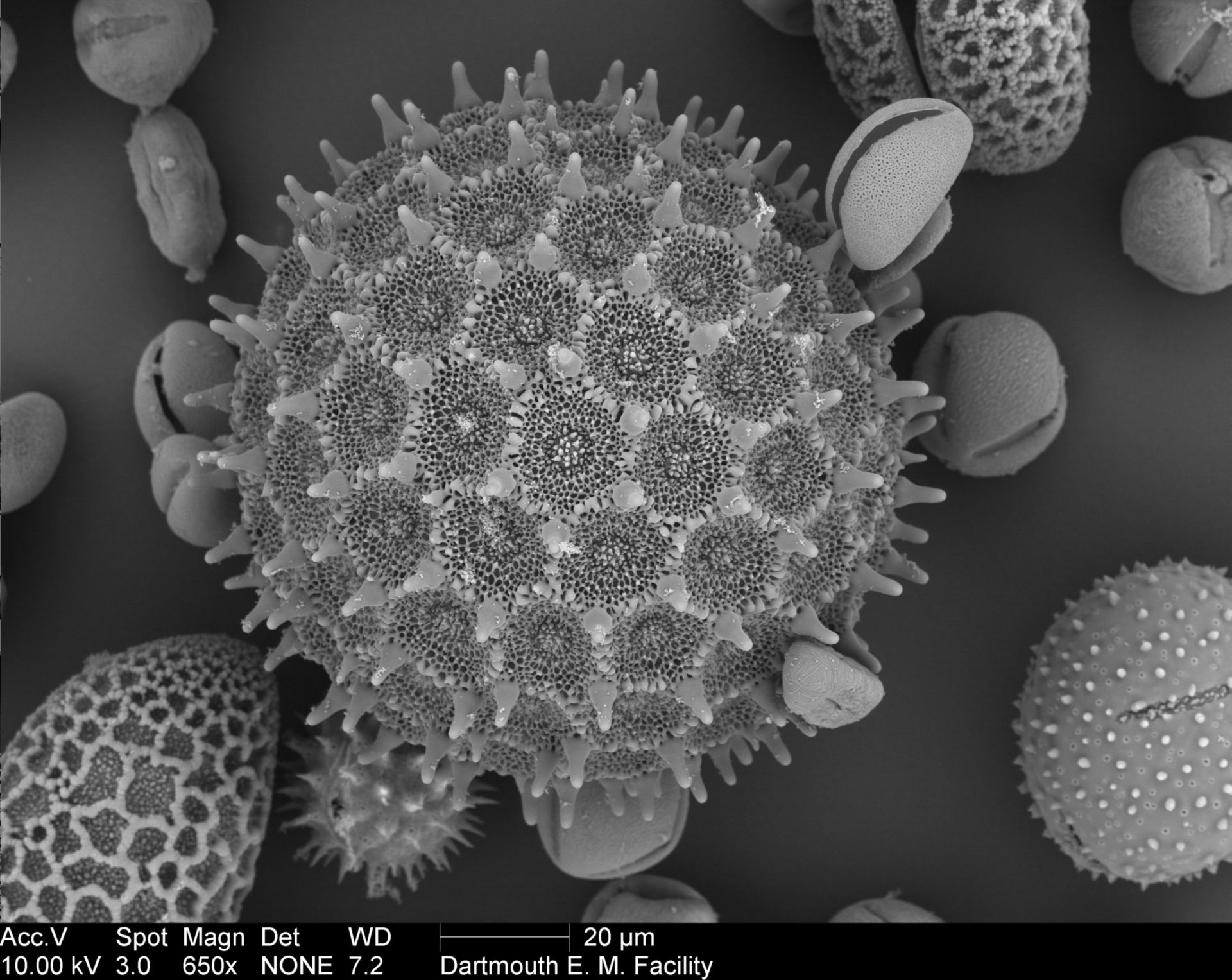 Ipomea purpurea (Pollen wall) - CIL:40326