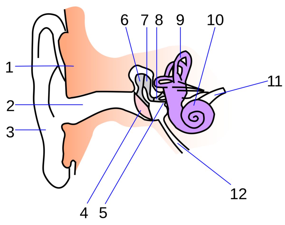 Anatomie des Ohres (Illustration)