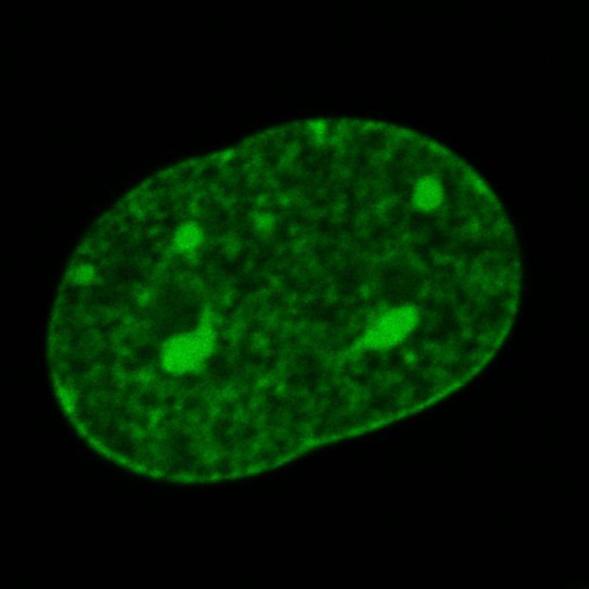 Mus musculus (Nuclear chromatin) - CIL:7916