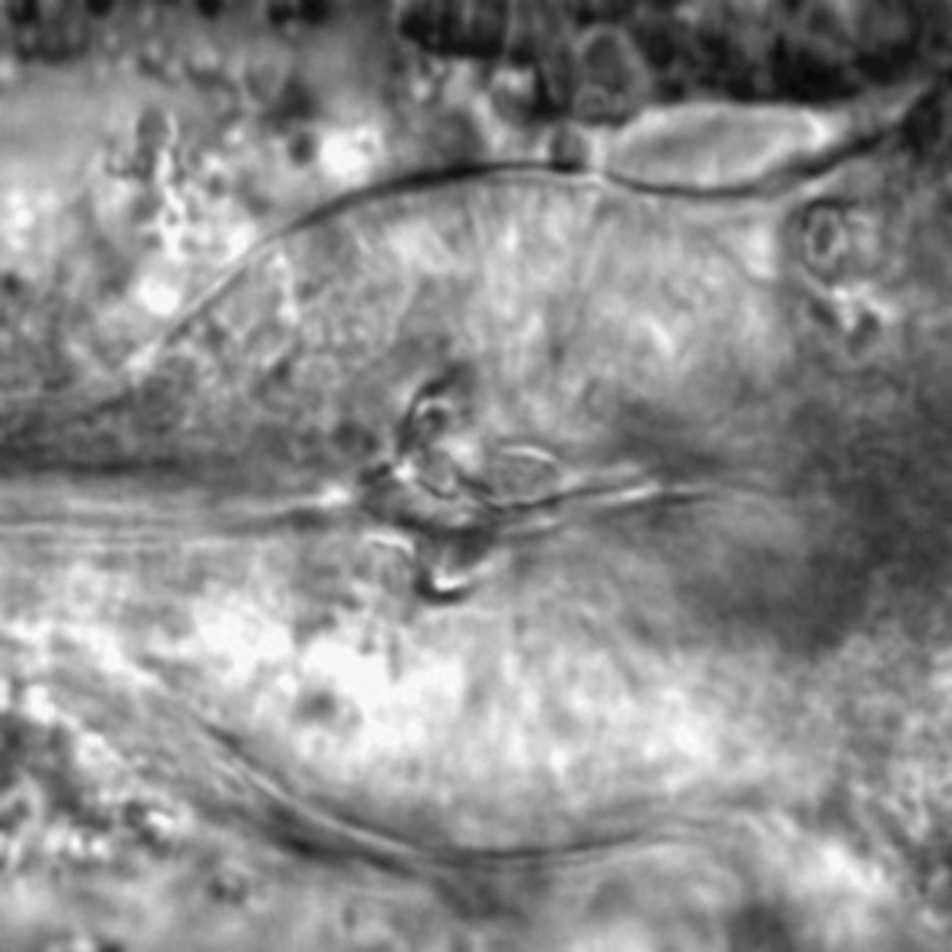 Caenorhabditis elegans - CIL:1767