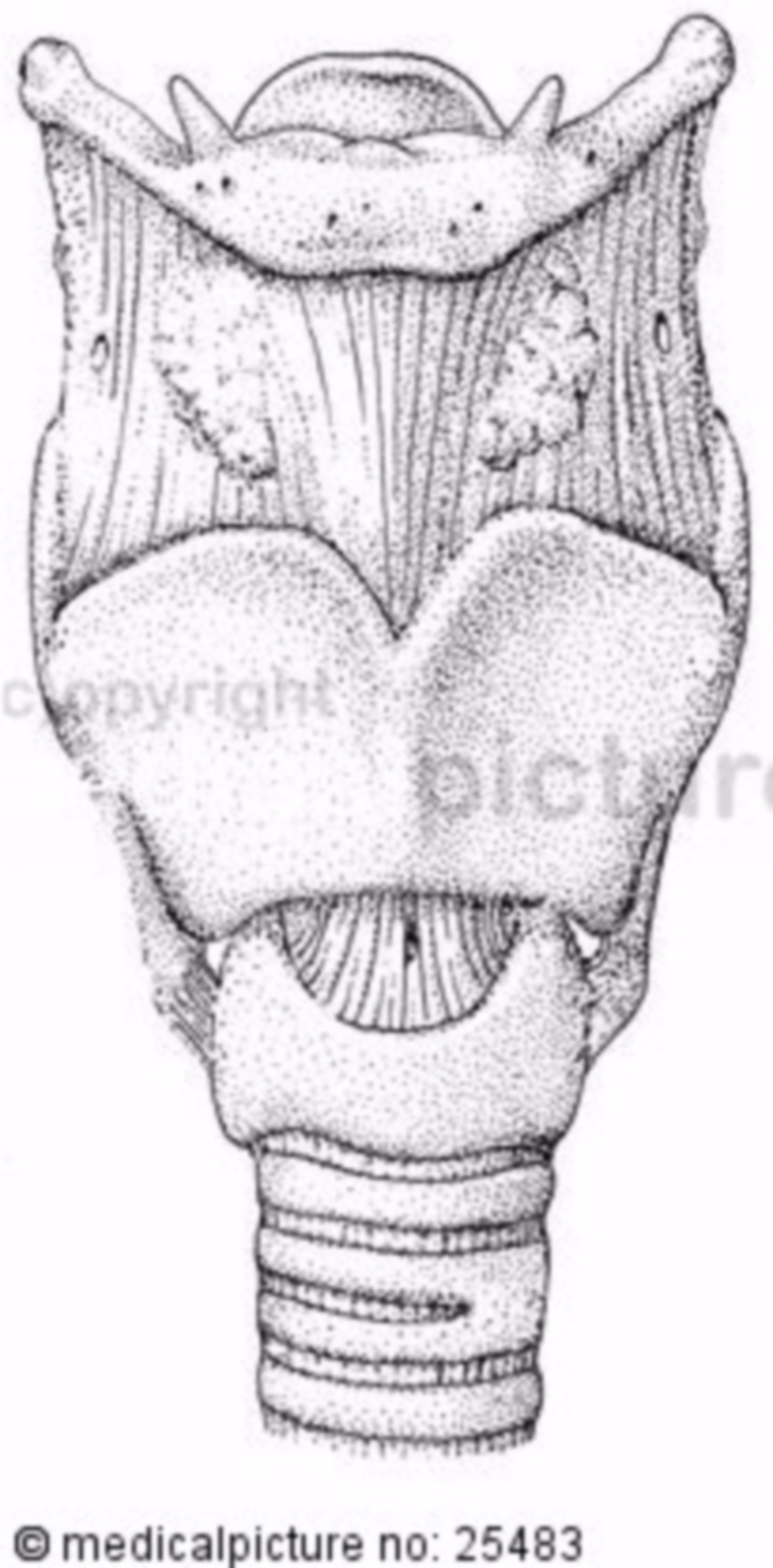 Kehlkopf, Larynx