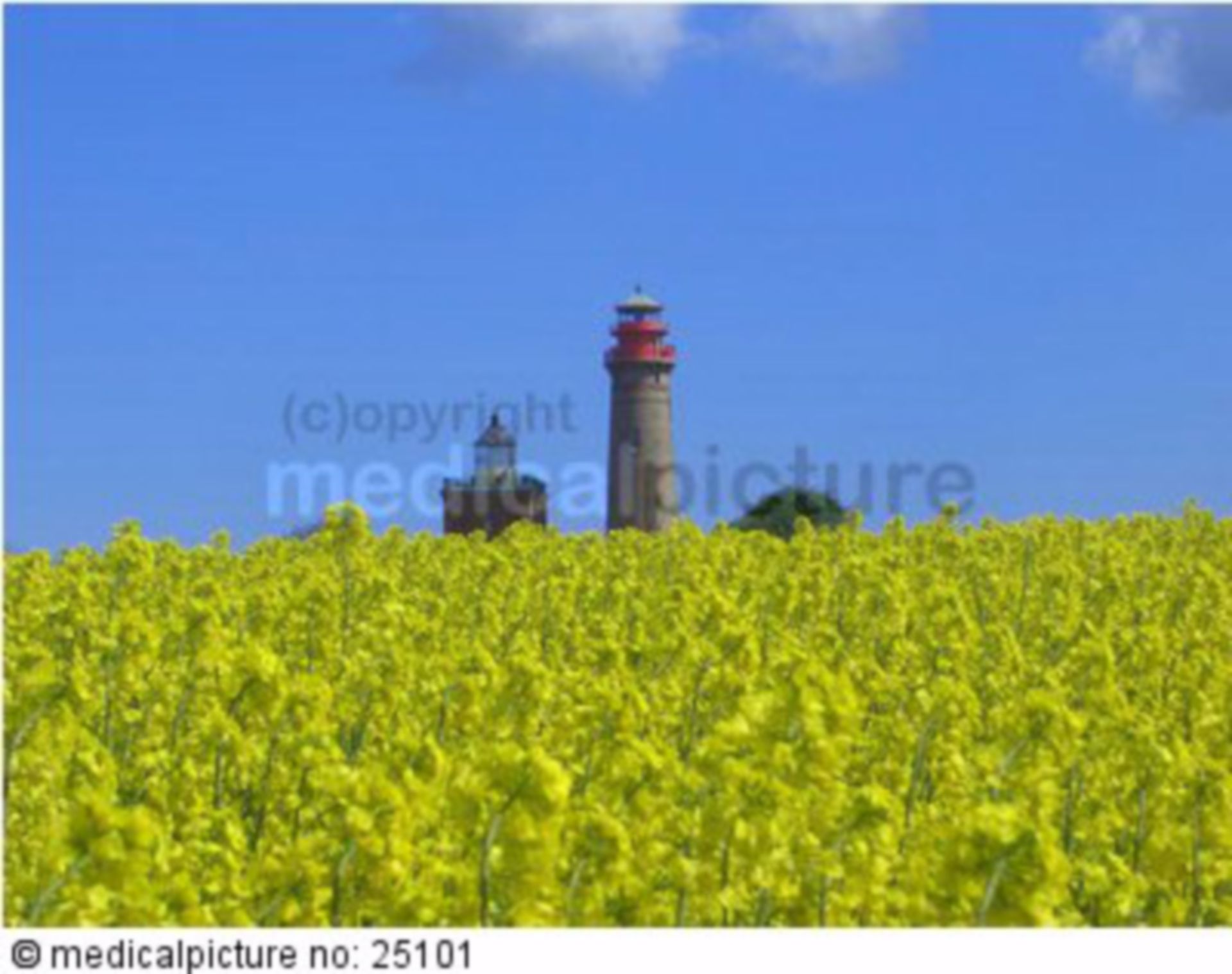  Blühendes Rapsfeld mit Leuchtturm 
