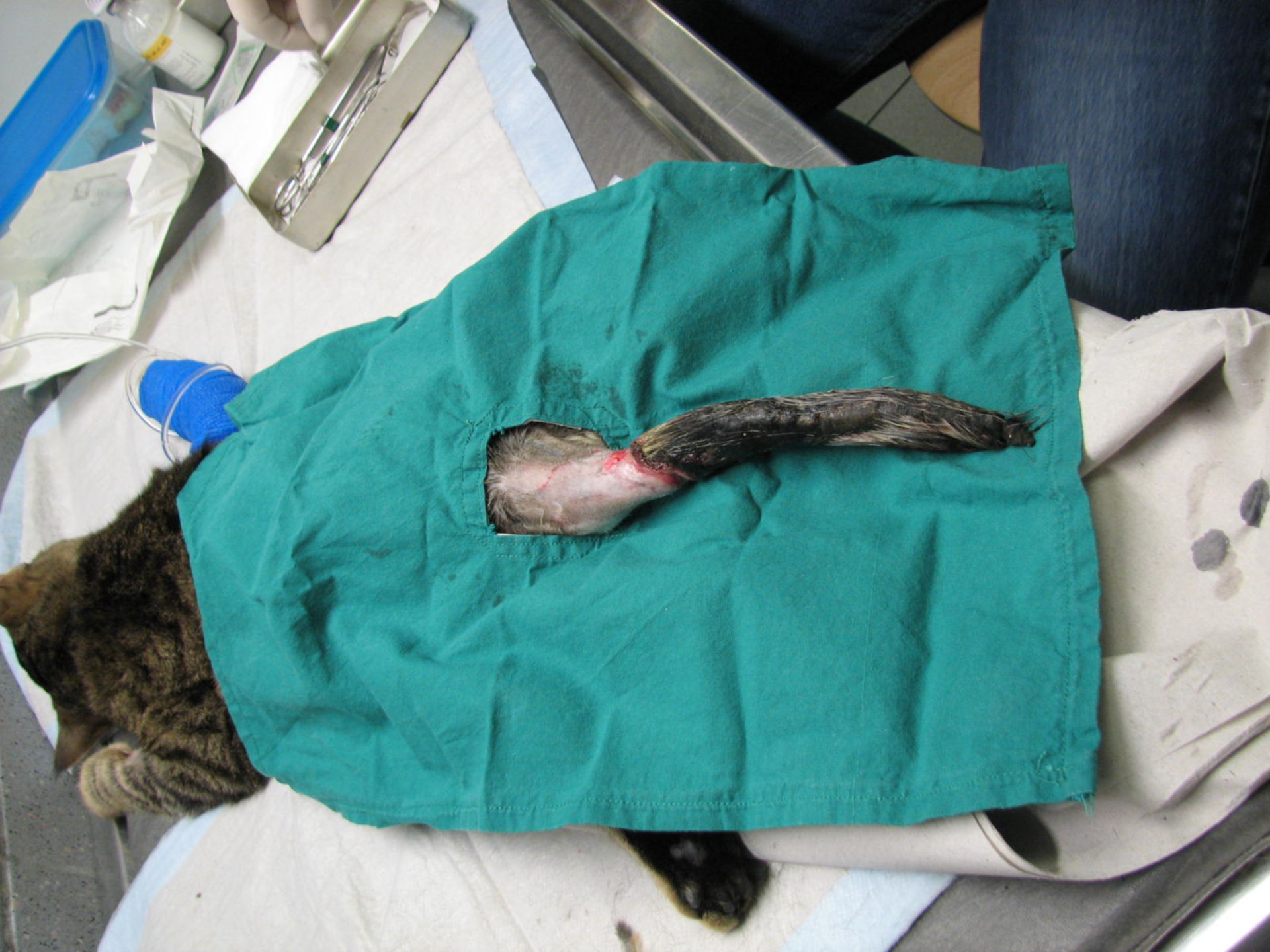 Tail amputation of a cat after car accident