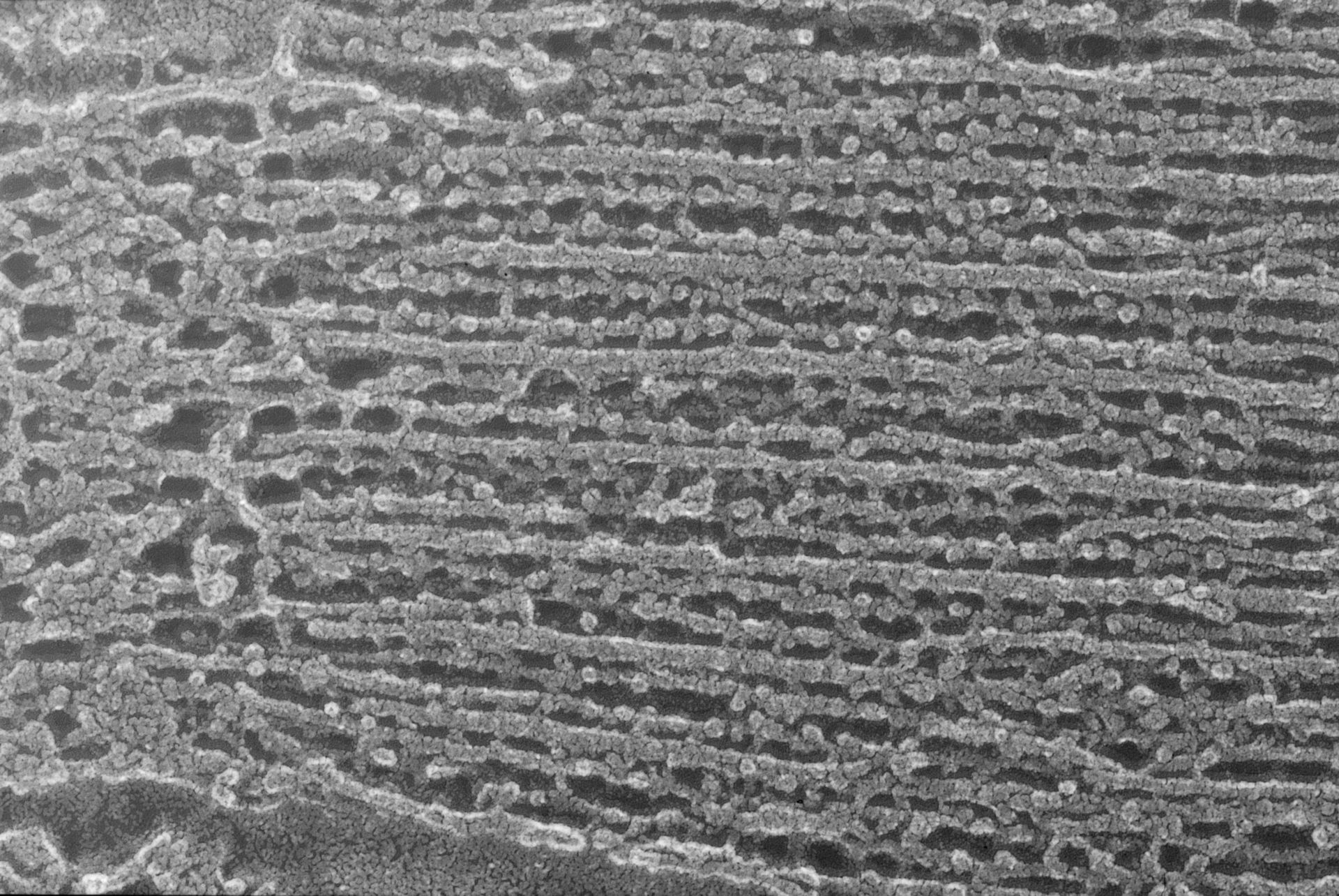 Oryctolagus cuniculus (Cytoskeleton) - CIL:1451