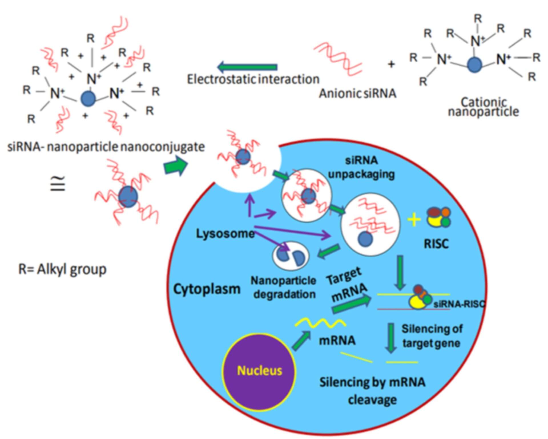 Nanoparticle-siRNA Conjugates