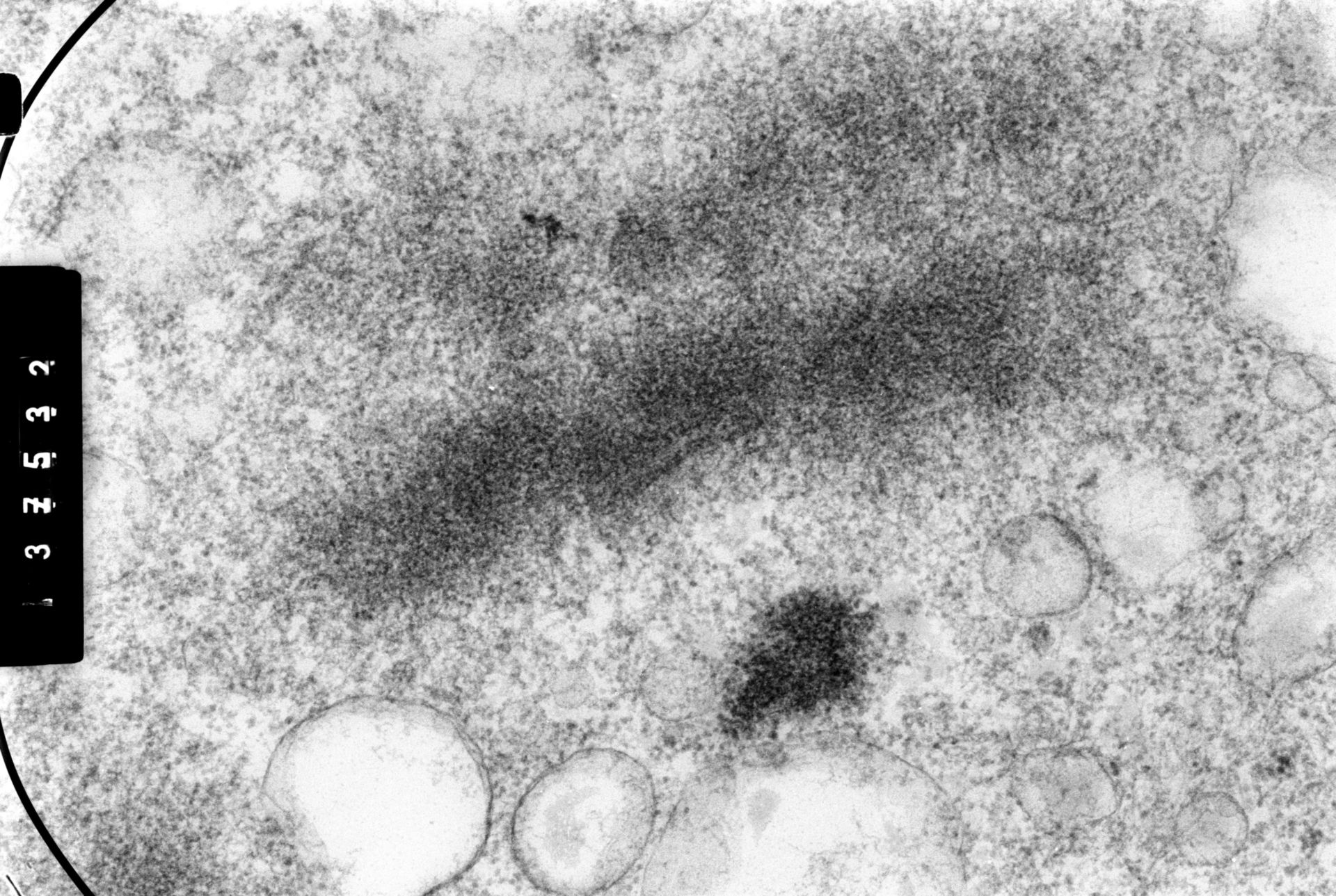 Cricetulus griseus (Nuclear chromosome) - CIL:35459