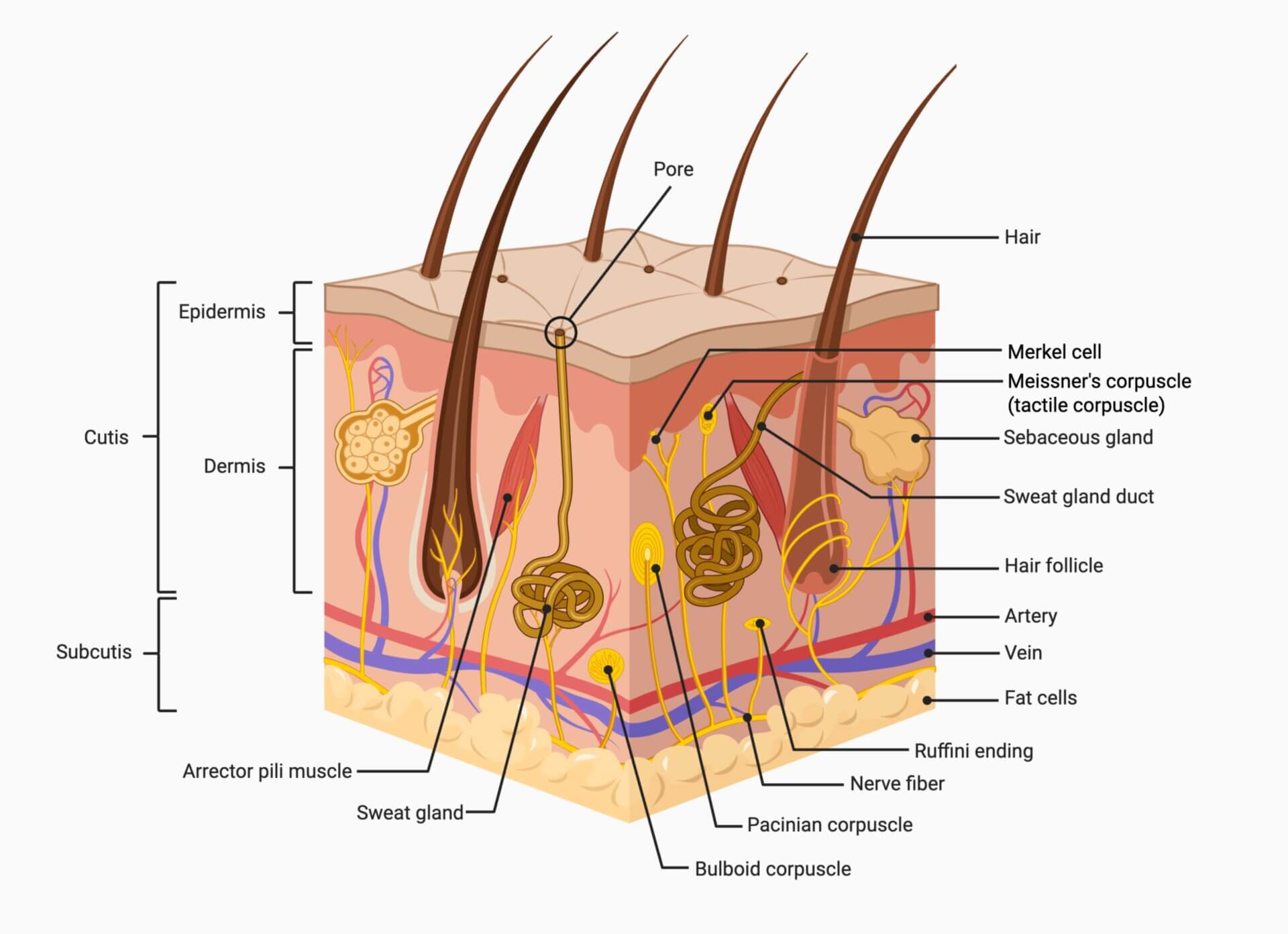 Schematic drawing of the skin