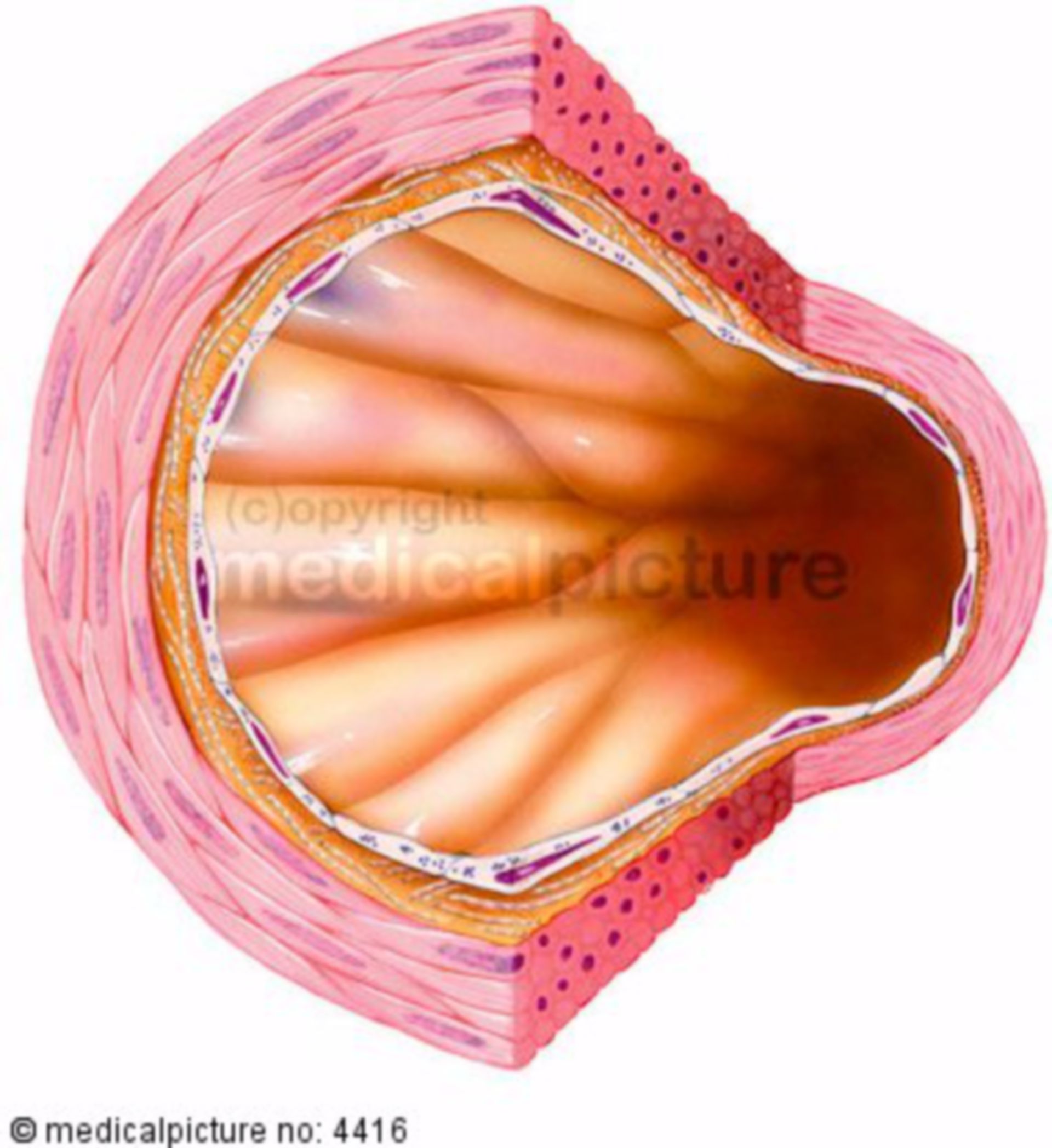 Artery, structure of the vascular wall