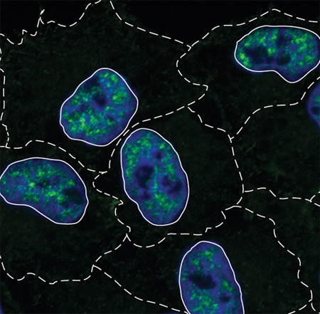 Das neu entdeckte Protein NCBP3 (grün markiert) bei der Arbeit im Zellkern (blau markiert). Die gestrichelte Linie stellt die Zellabgrenzung dar. © Andreas Pichlmair/MPI für Biochemie