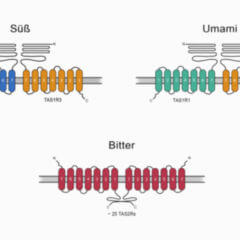 GgustgekoppelterRezeptor DocCheck Flexikon