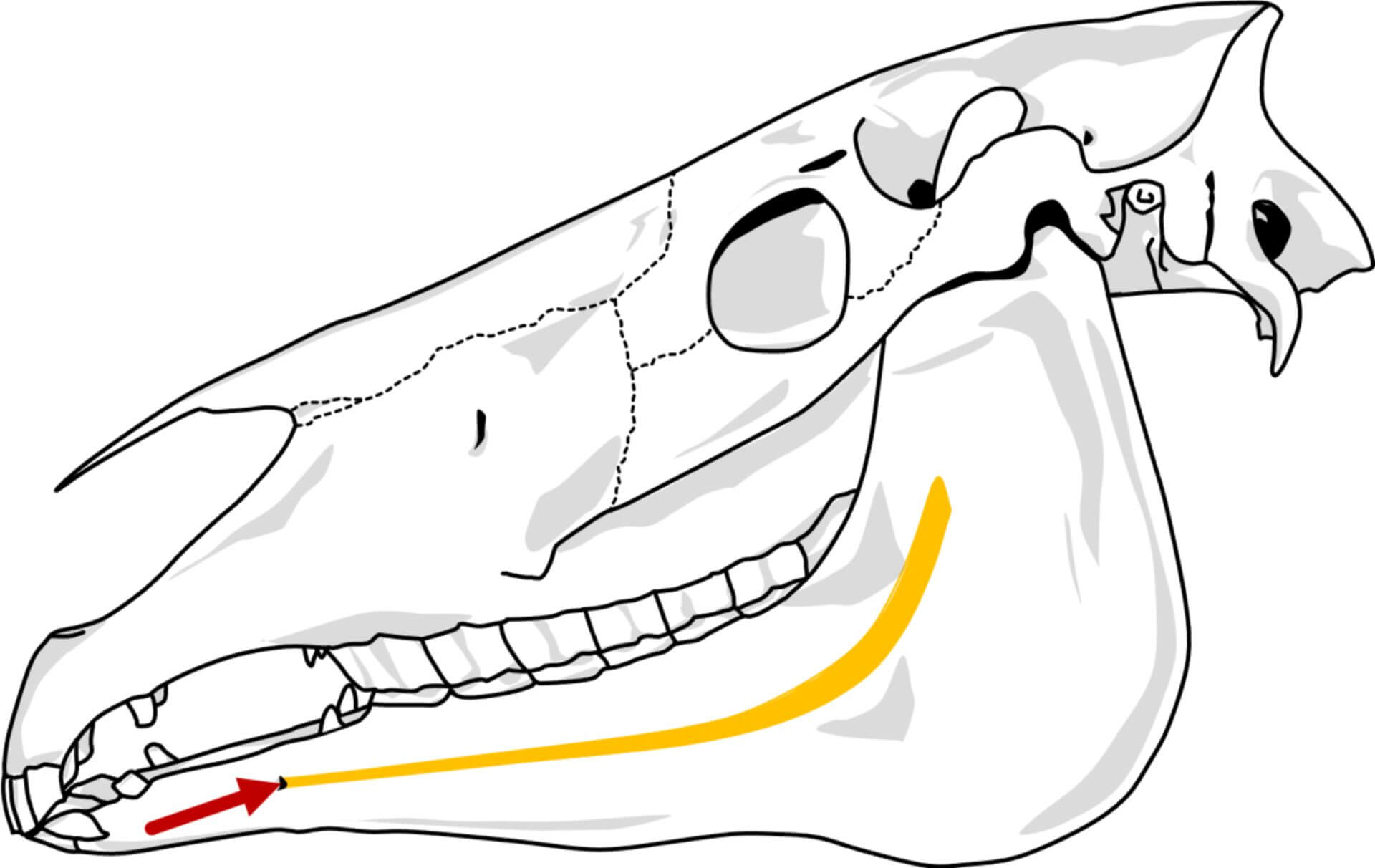 Foramen-mentale-Anästhesie (© Patrick Messner)