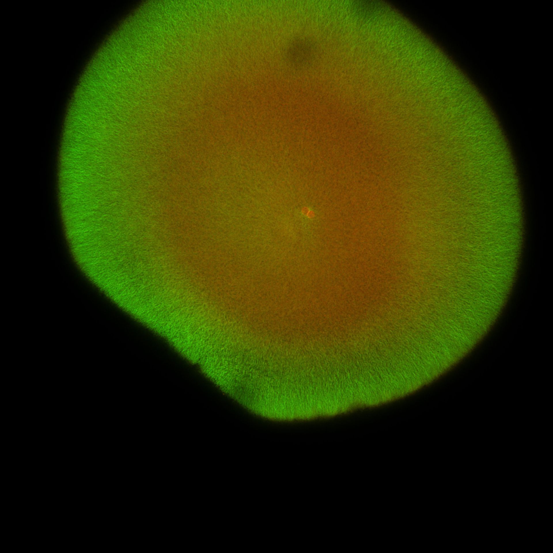 Xenopus laevis (DNA) - CIL:36480