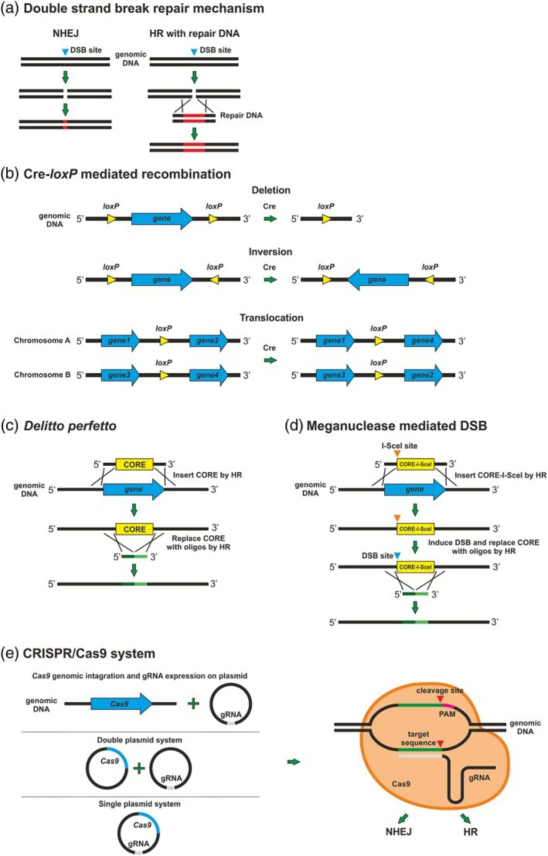 Yeast Genome Editing Doccheck