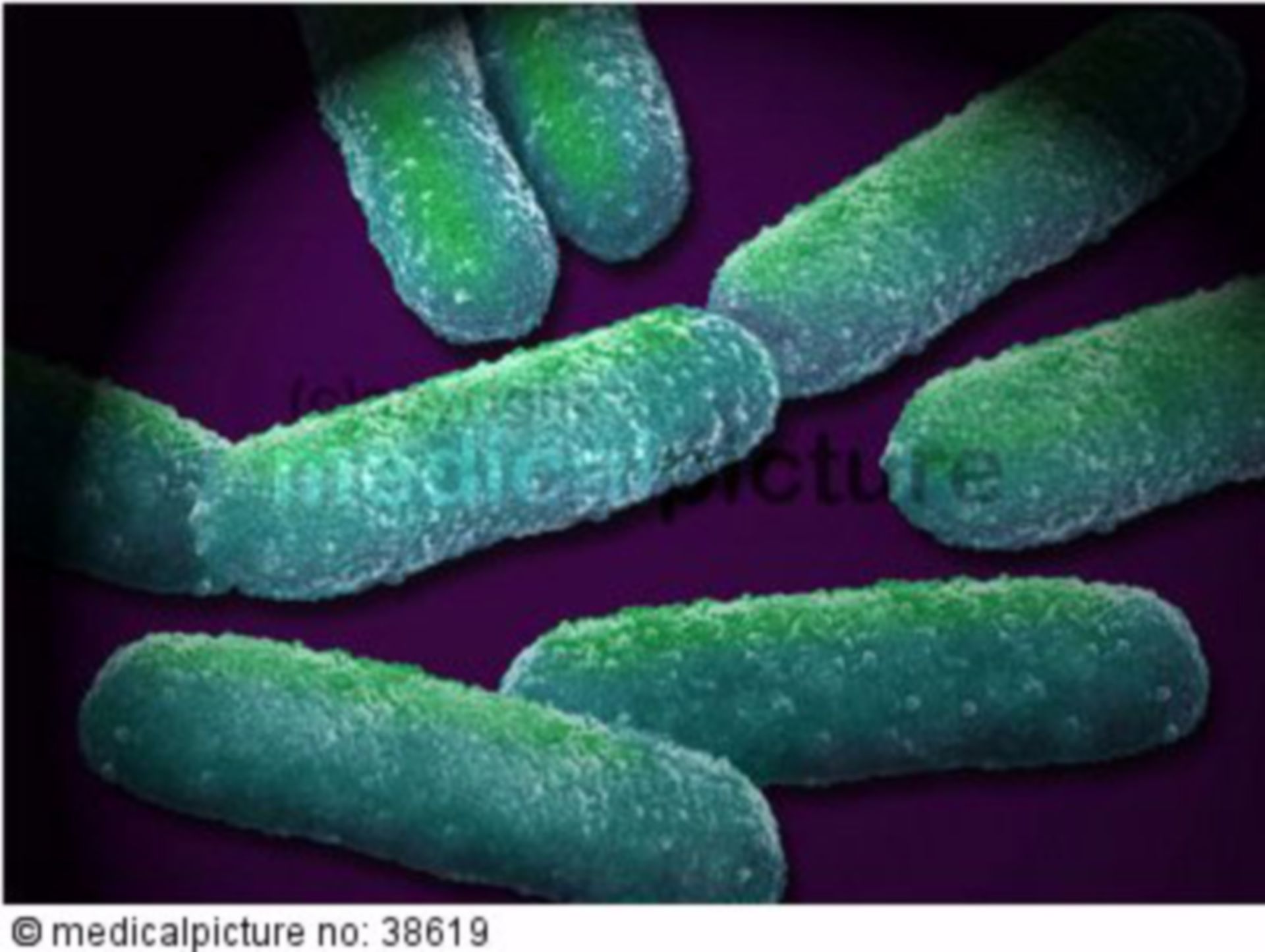  Probiotische Bakterienkultur (digital bearbeitet), probiotic bacteria (digitally modified) 
