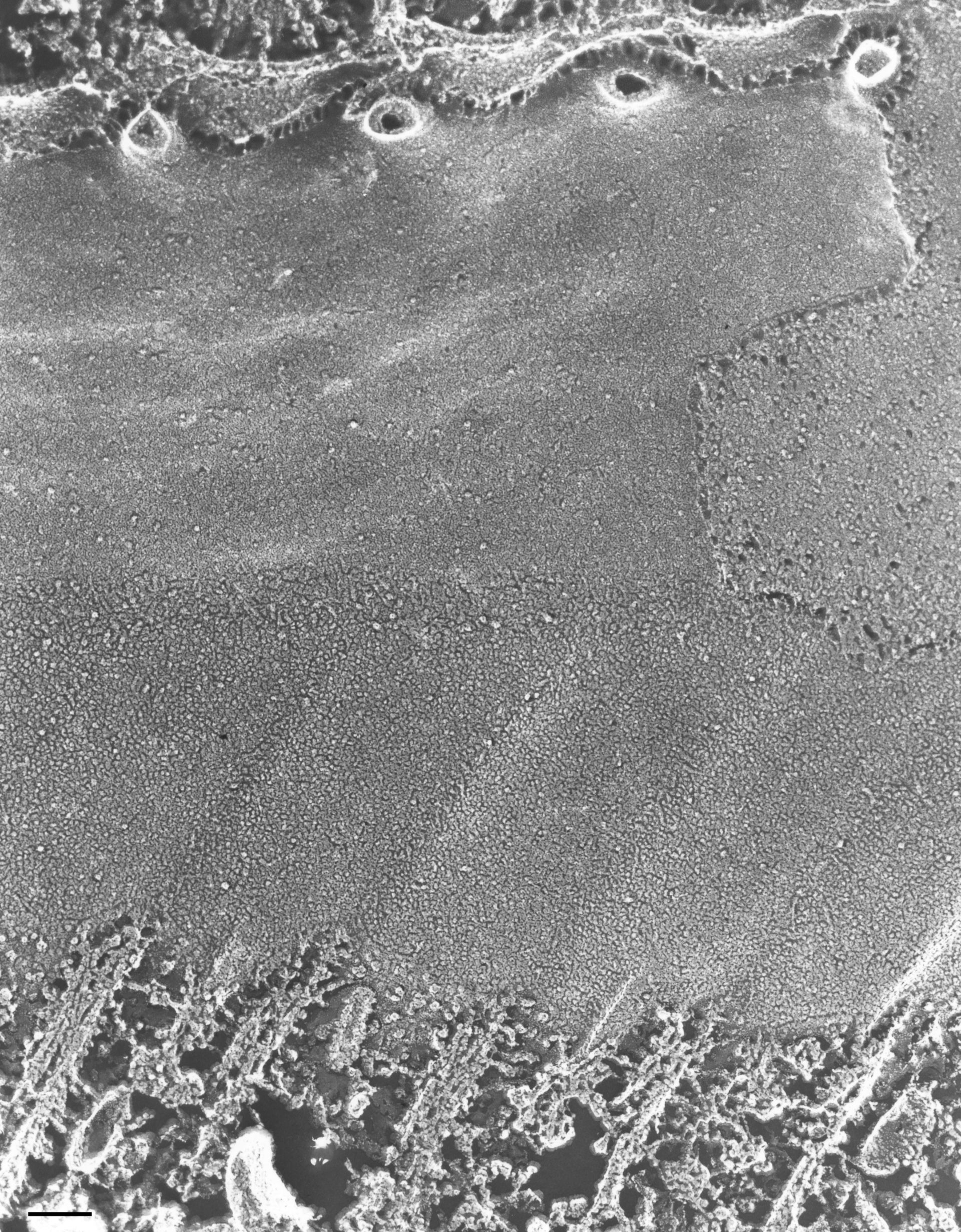 Paramecium multimicronucleatum (Microtubule associated complex) - CIL:36701