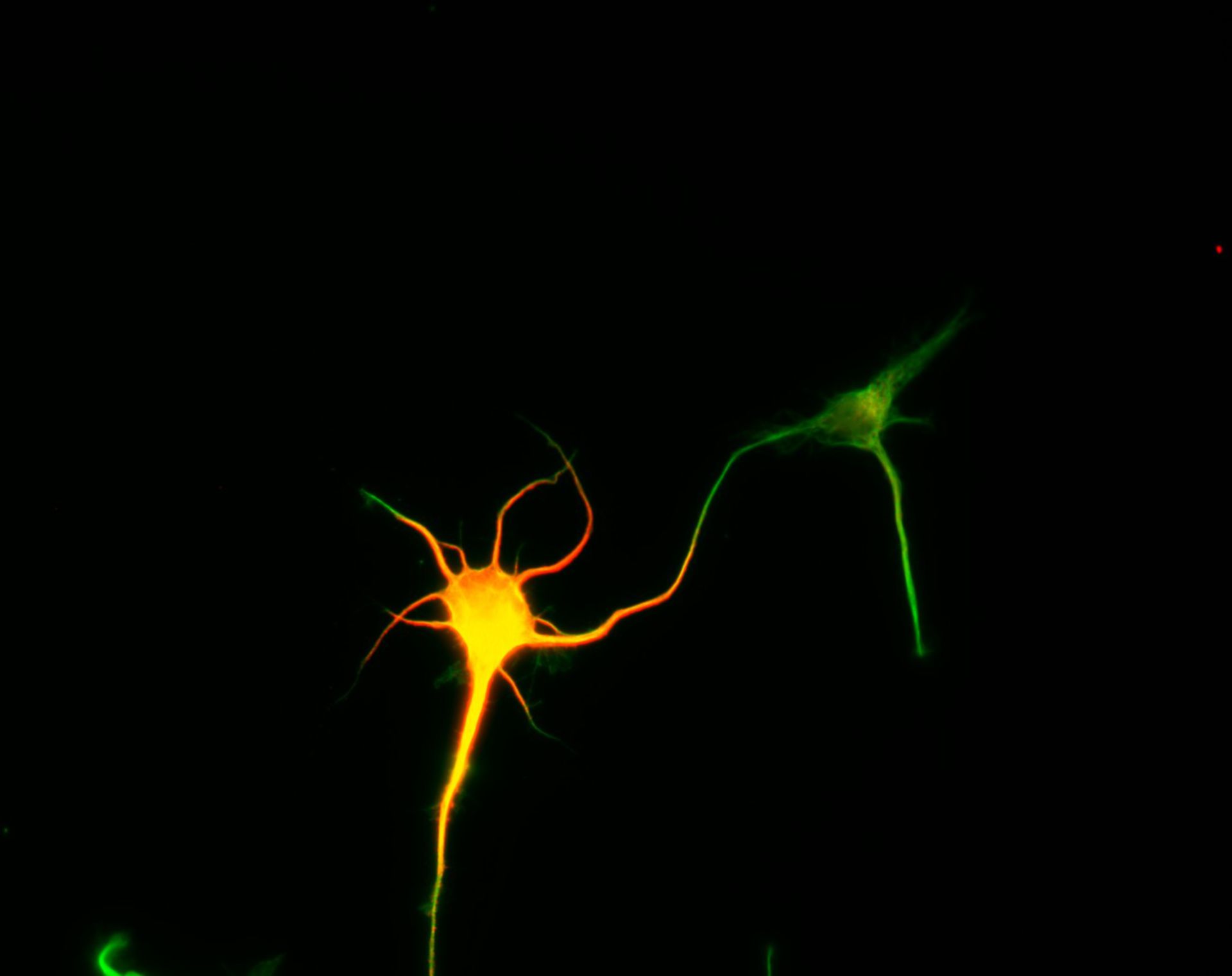 Rattus (Dendrite) - CIL:8470