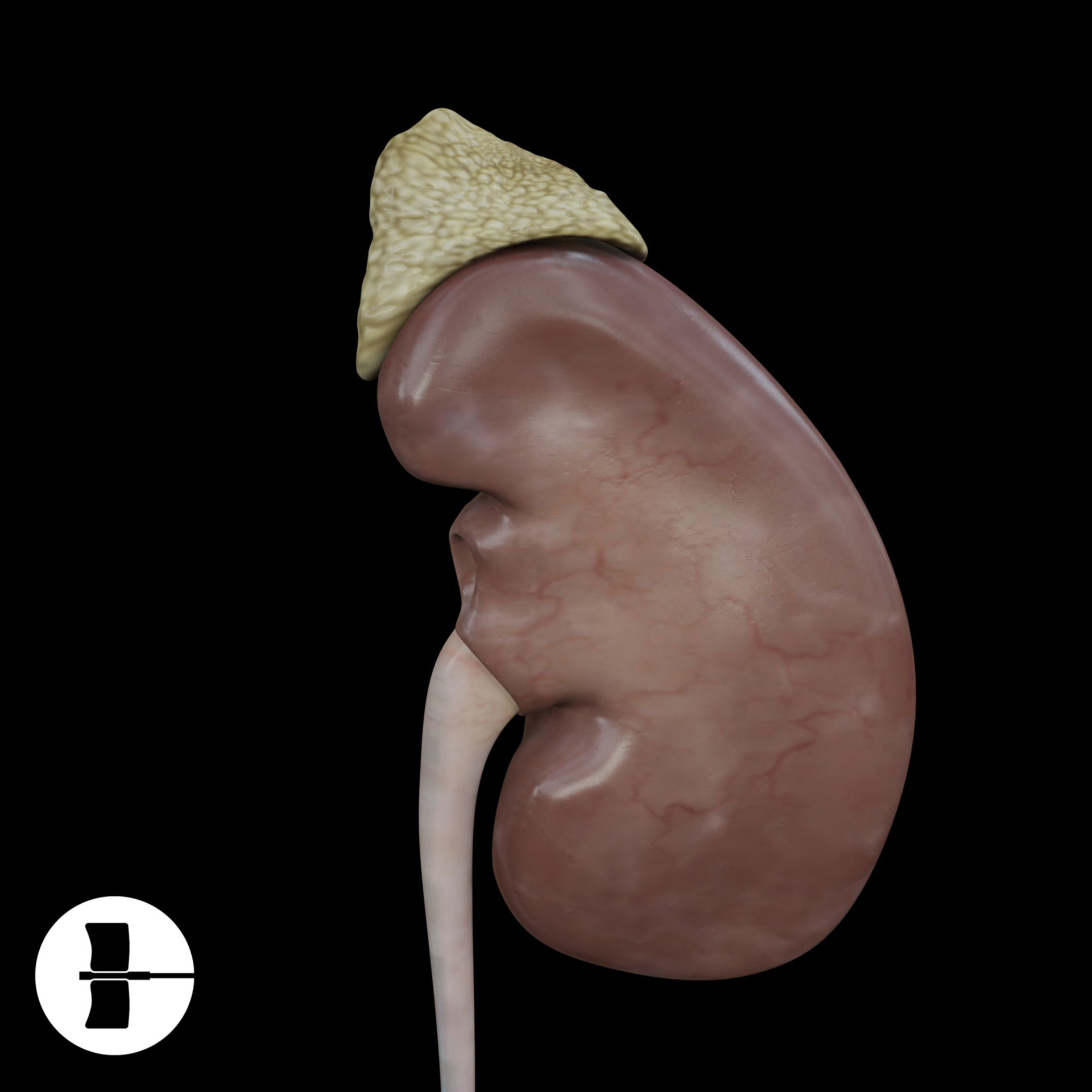 Kidney (model)