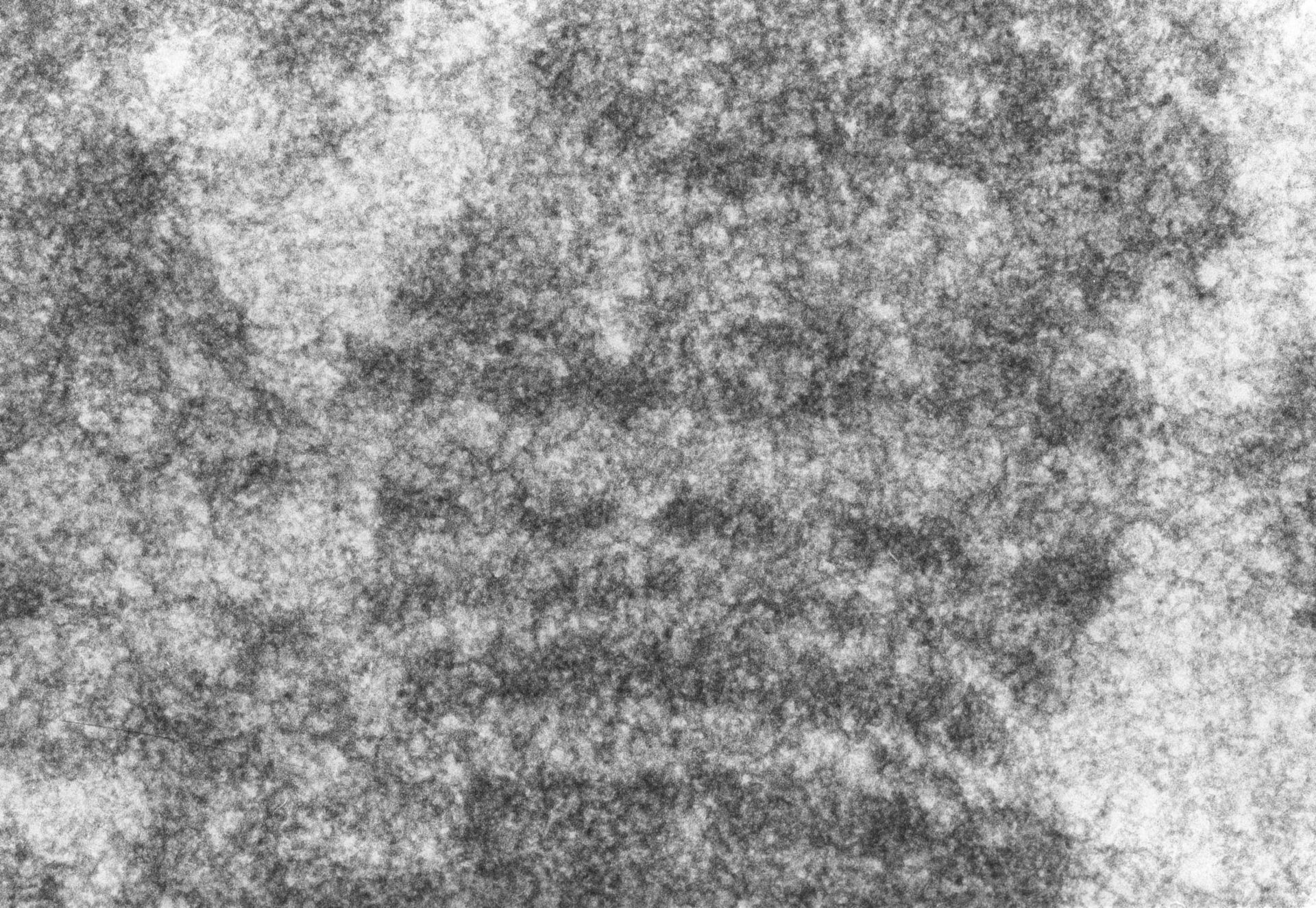 Drosophila melanogaster (Polytene chromosome) - CIL:25328