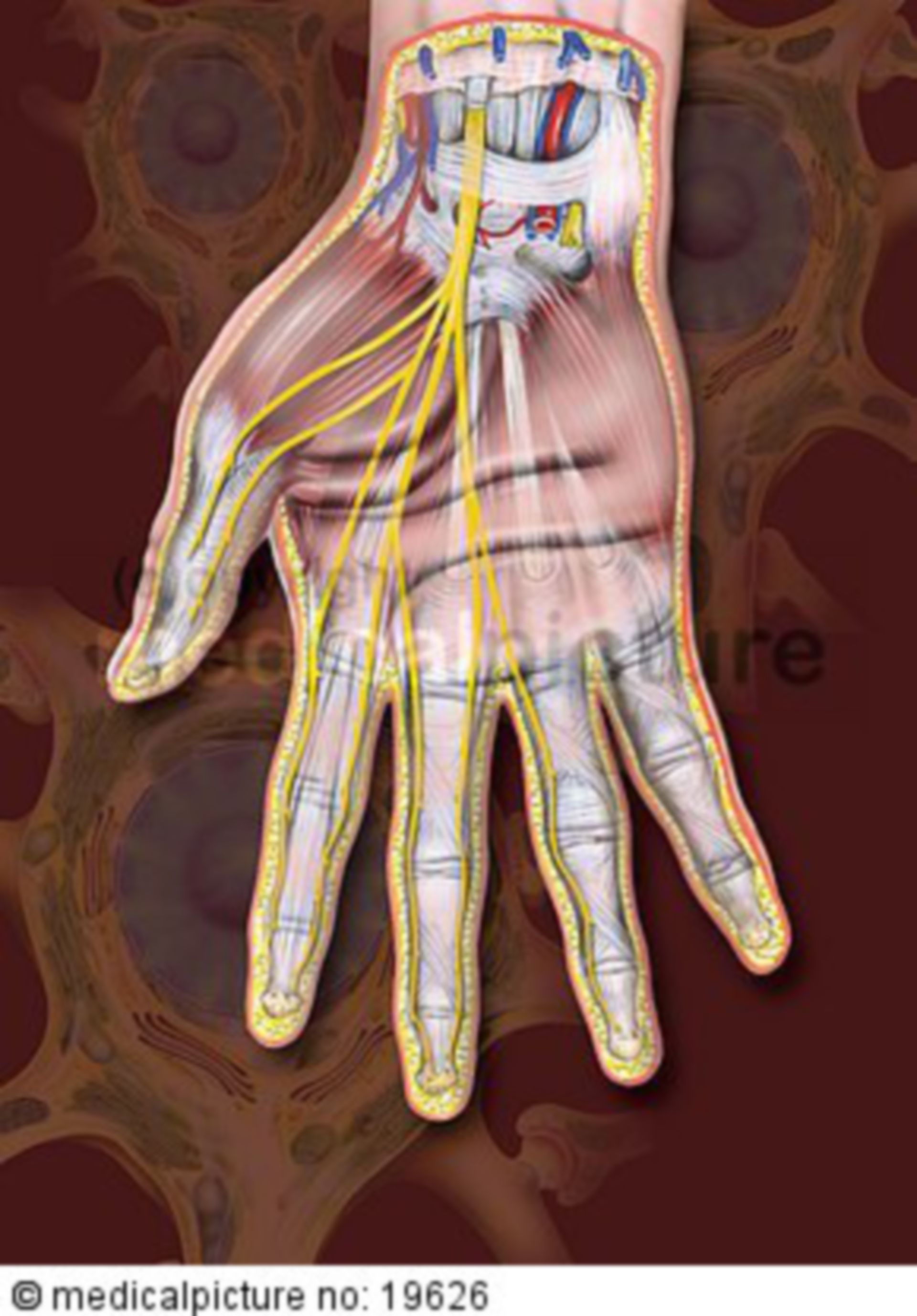 The median nerve of the hand
