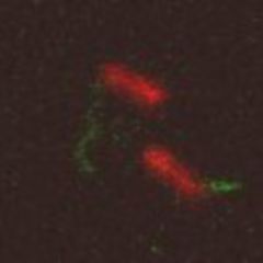 Prokaryot DocCheck Flexikon