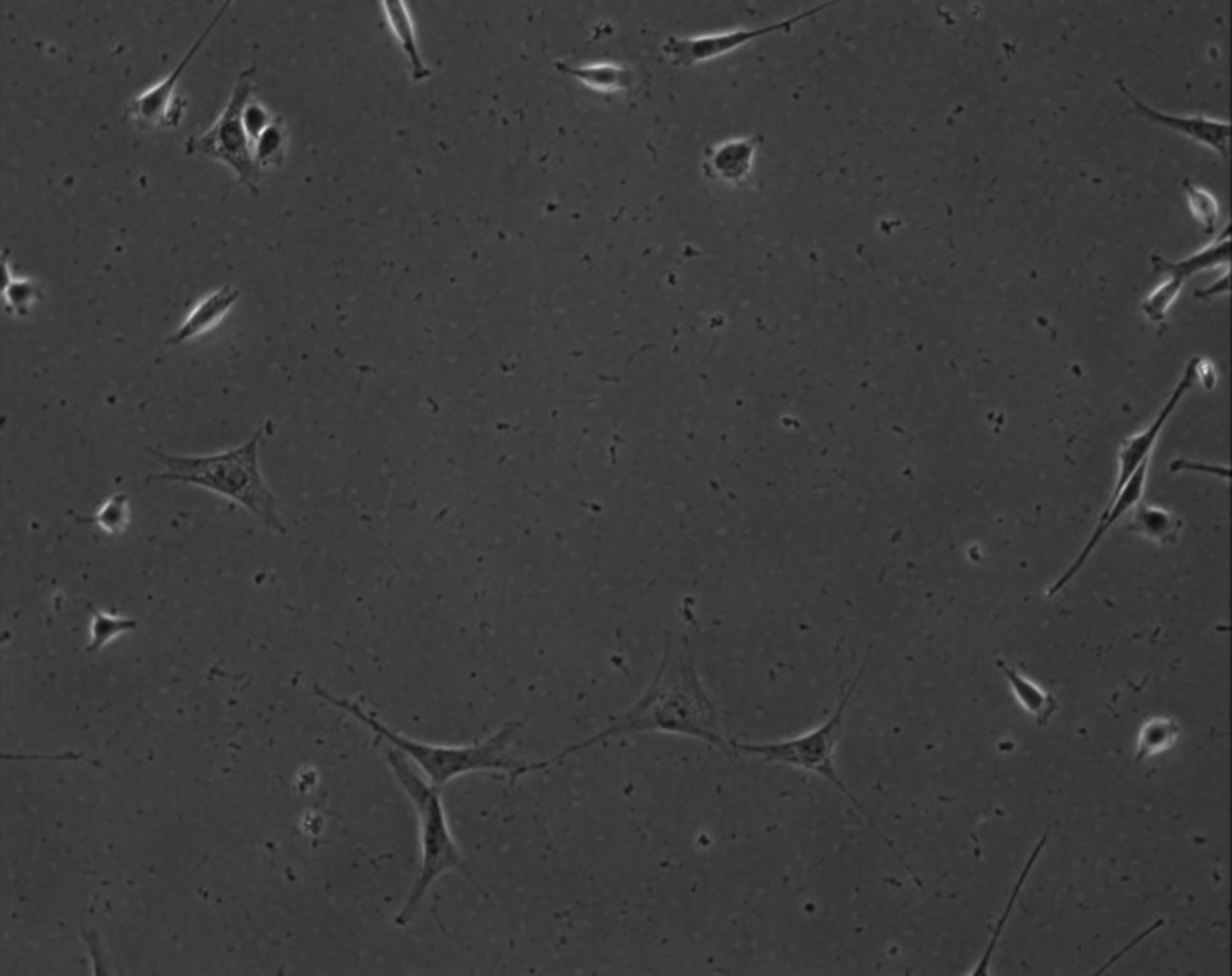 Mus musculus (Extracellular matrix part) - CIL:8908