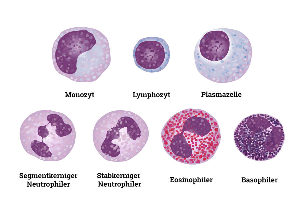  Reihenfolge der Top Thrombozyten mikroskop