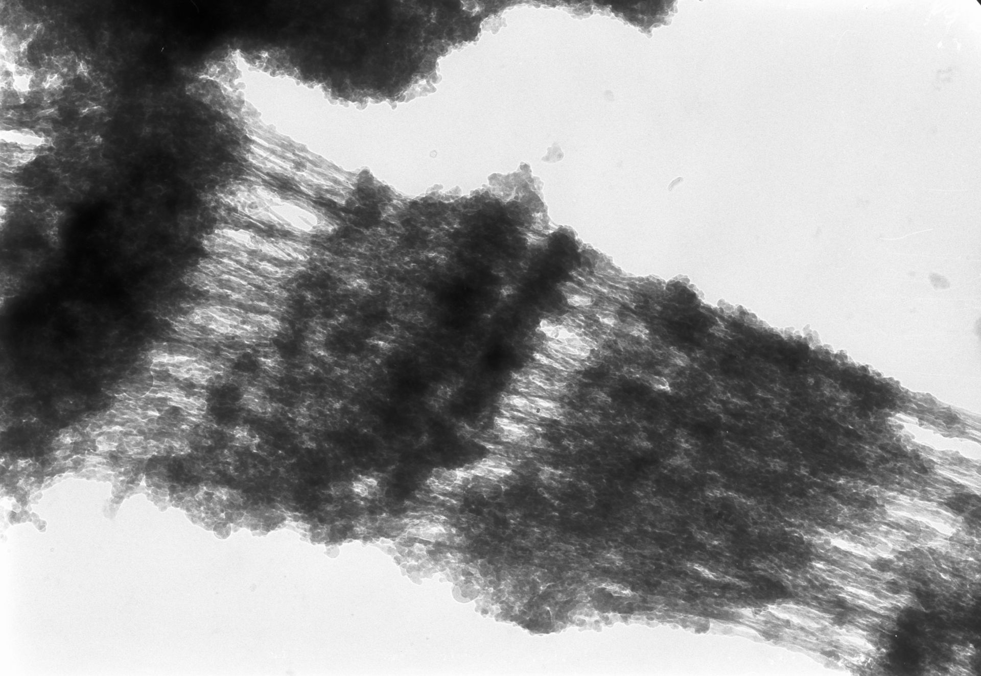 Drosophila melanogaster (Polytene chromosome) - CIL:24977