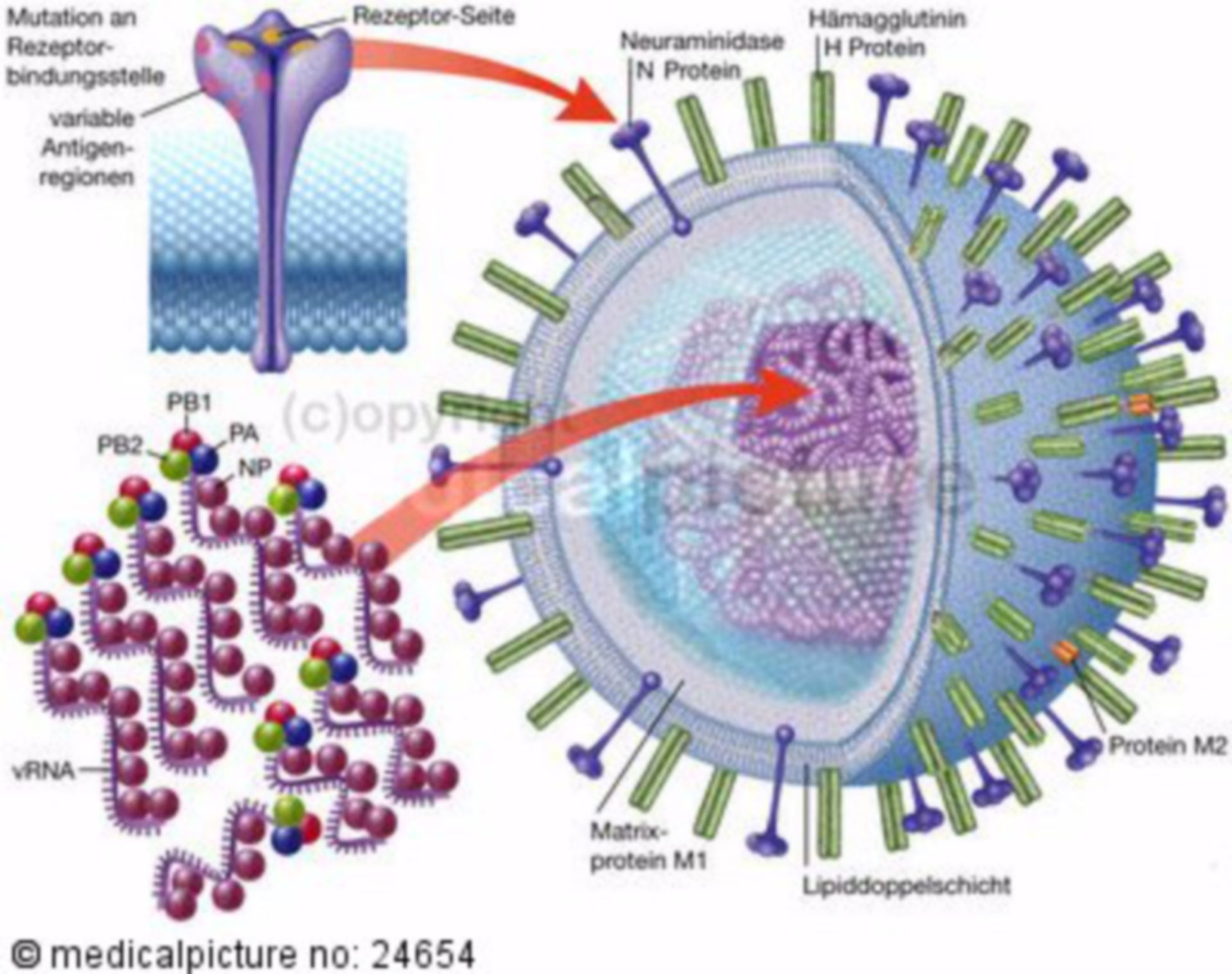 Aufbau eines Influenza Virus mit RNA