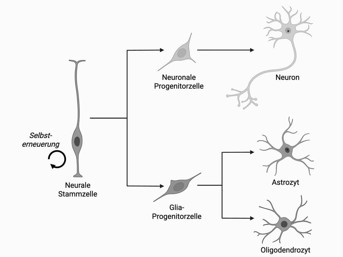 Differenzierung neurale Stammzelle