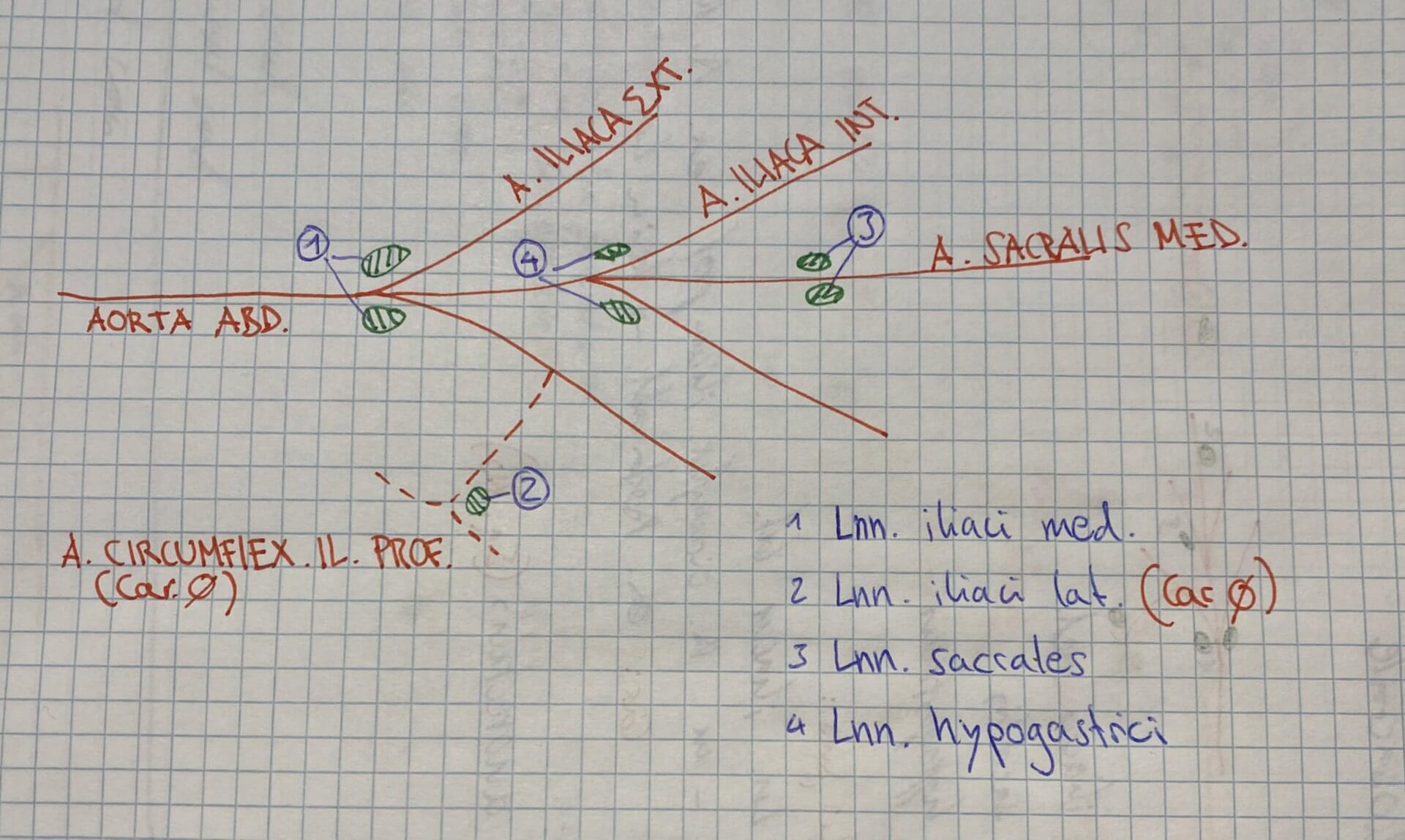 Schematische Zeichnung zur Position des Lymphocentrum Iliosacrale (Veterinärmedizin)