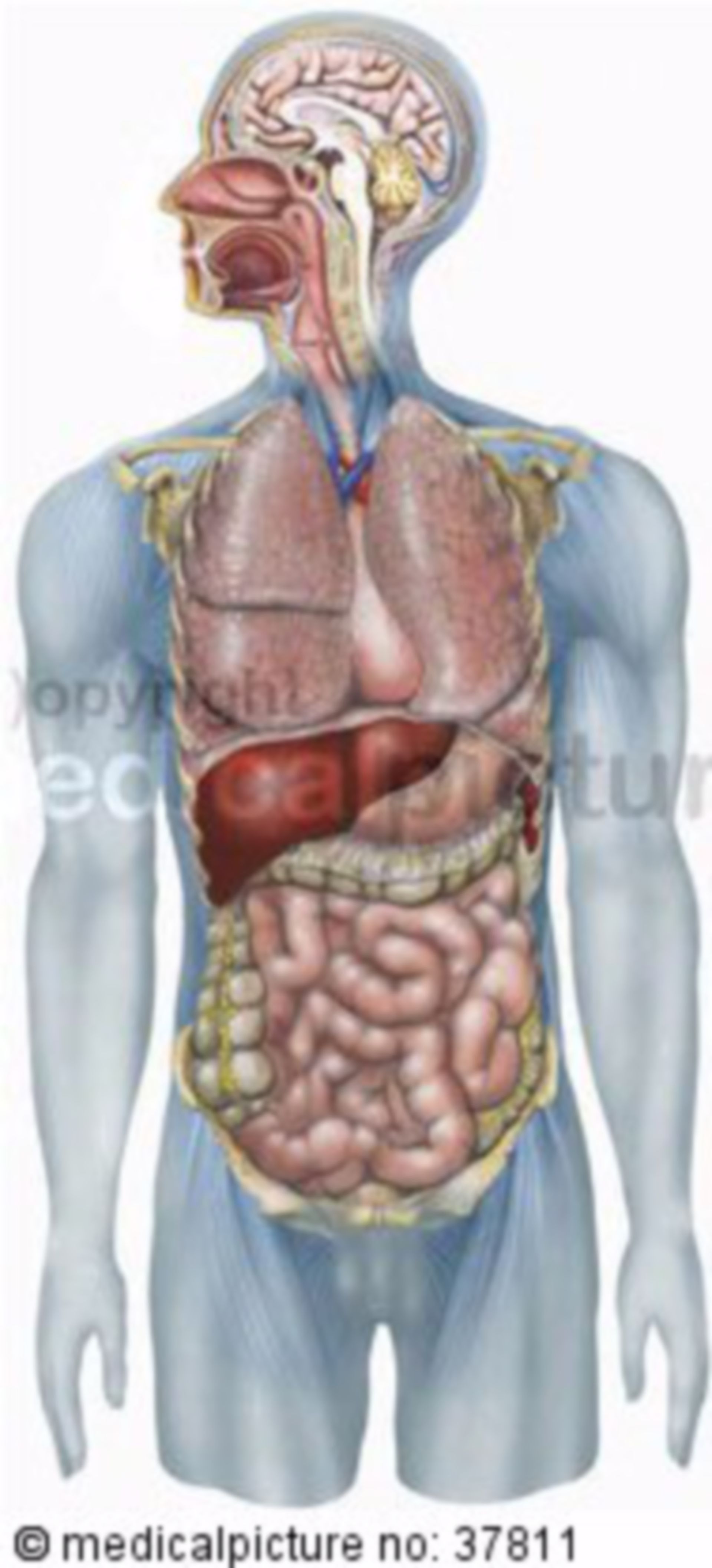 Overview of organs