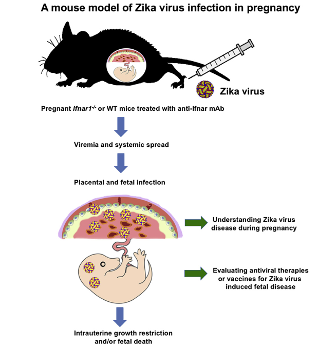 Zika Virus Infection during Pregnancy in Mice Causes Placental Damage and Fetal Demise - S0092-8674(16)30556-6.pdf 2016-05-27 08-54-18