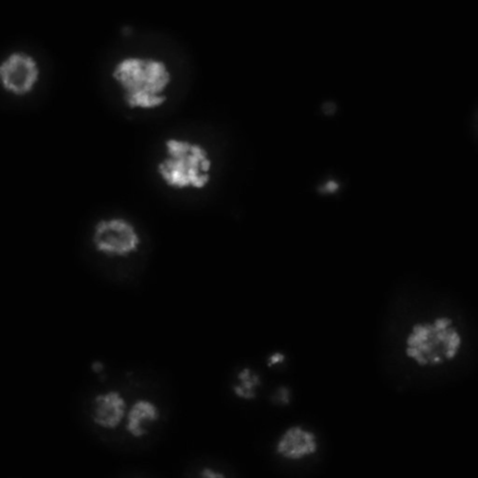 Drosophila melanogaster (DNA) - CIL:21741