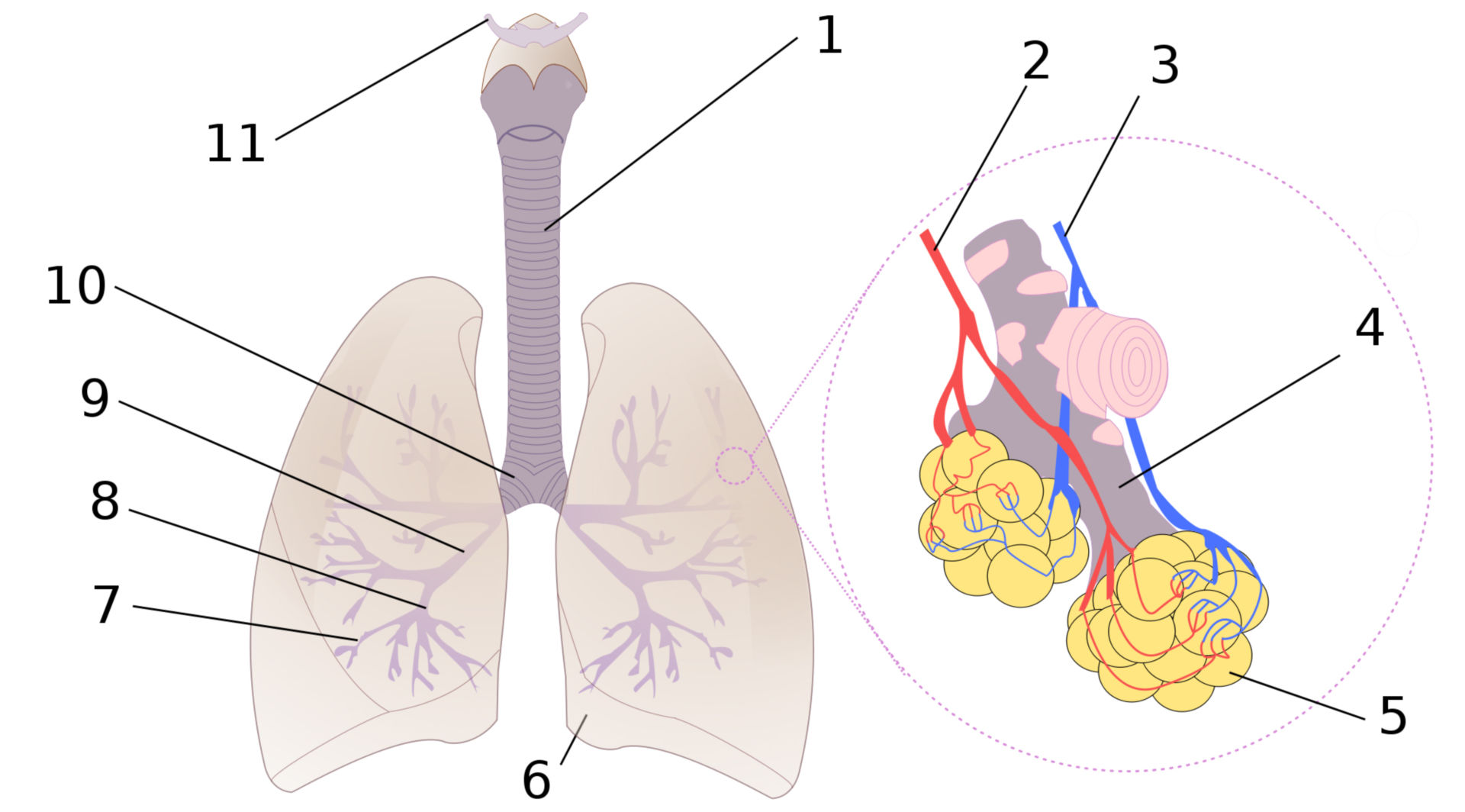 Schema der menschlichen Lunge