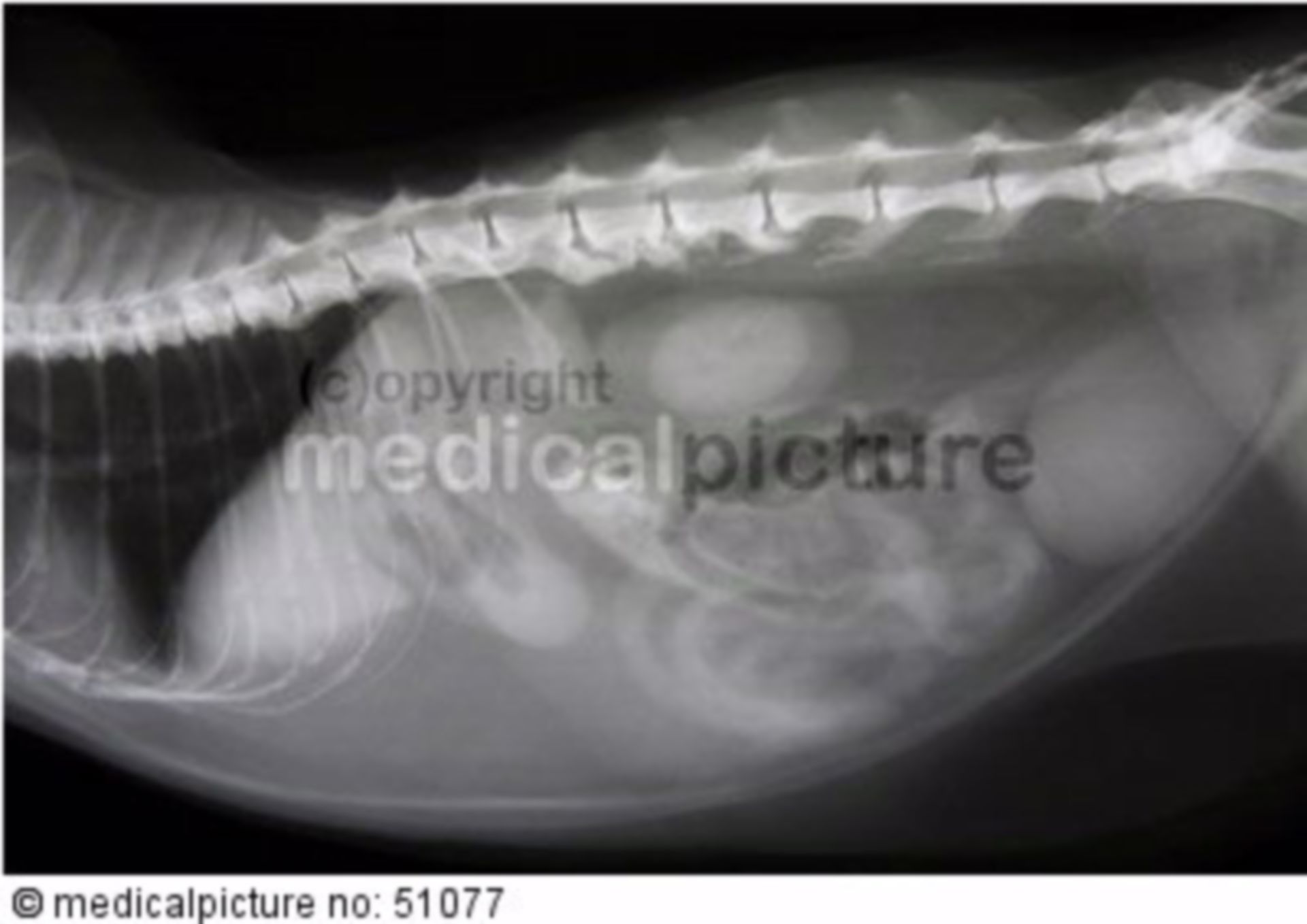 Veterinary practice, X-ray, dog