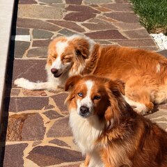 Dr. med. univ. Simon Gatterer