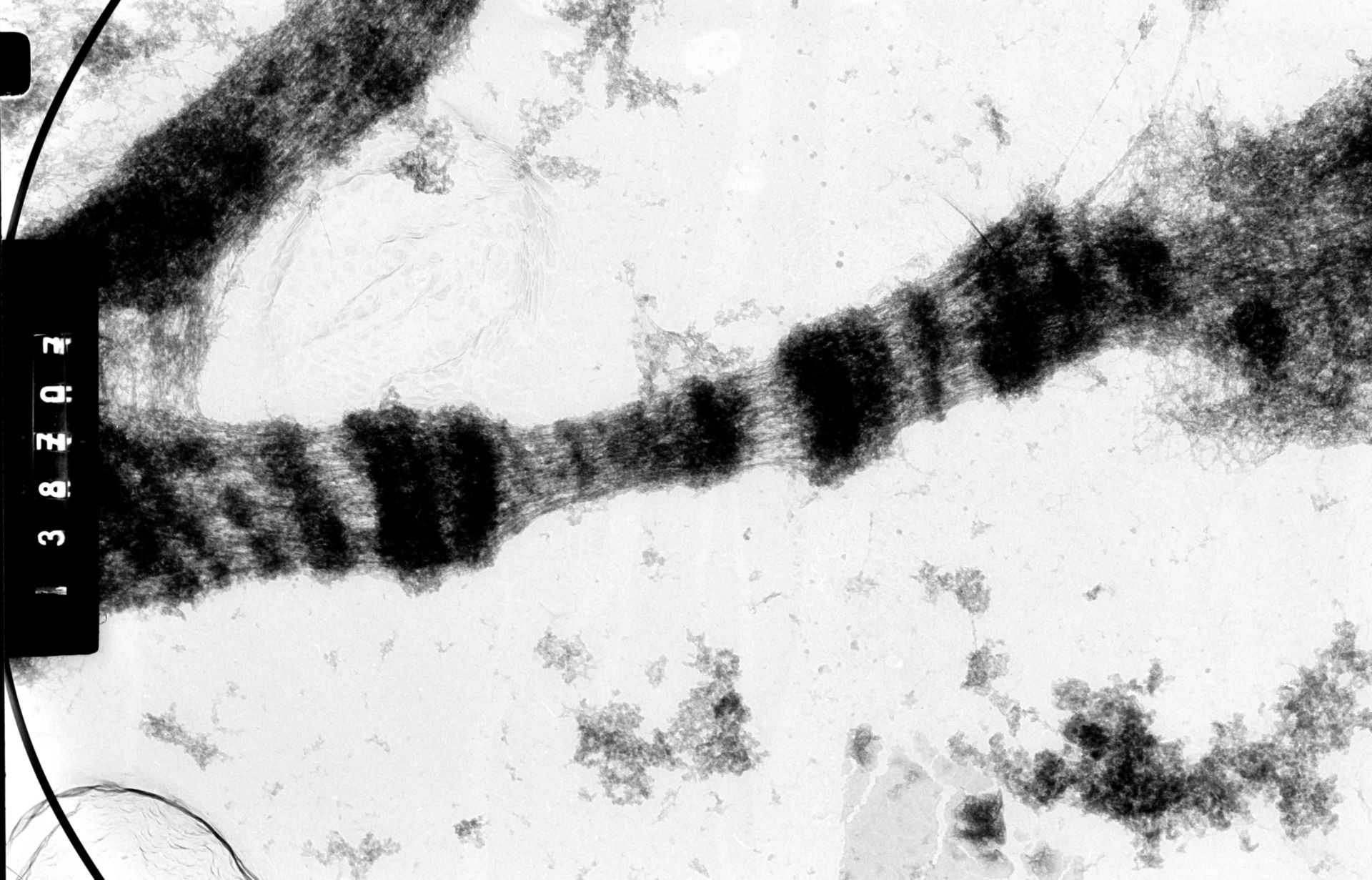 Drosophila melanocephala (Polytene chromosome) - CIL:35402