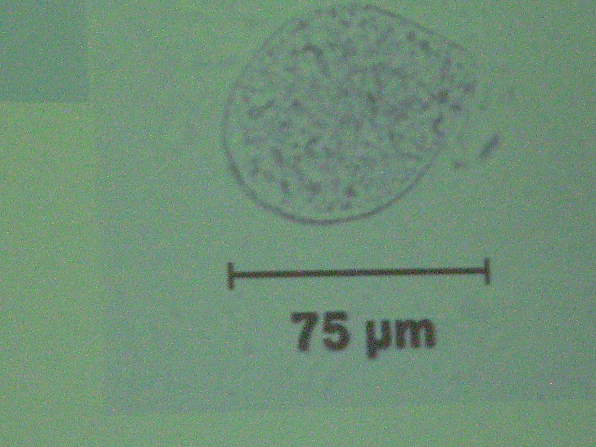 Corso di medicina tropicale Lipsia