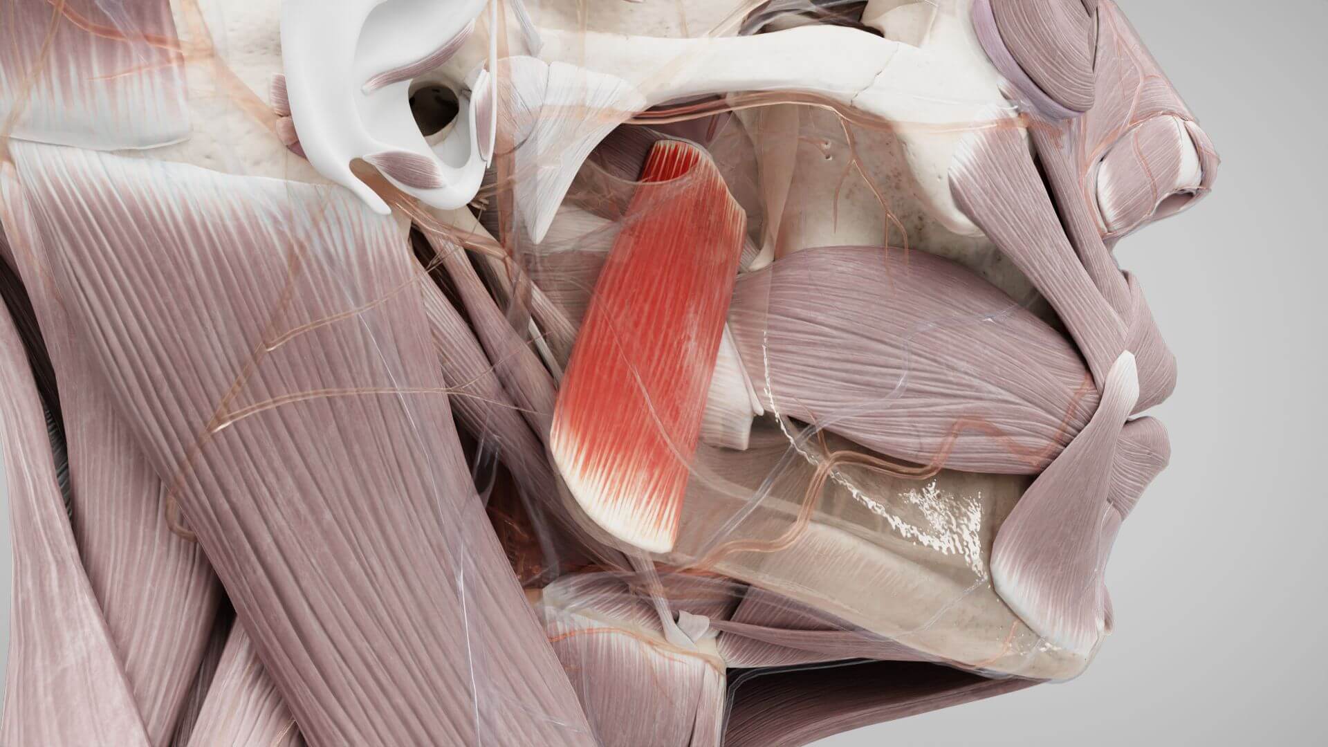 Musculus pterygoideus medialis