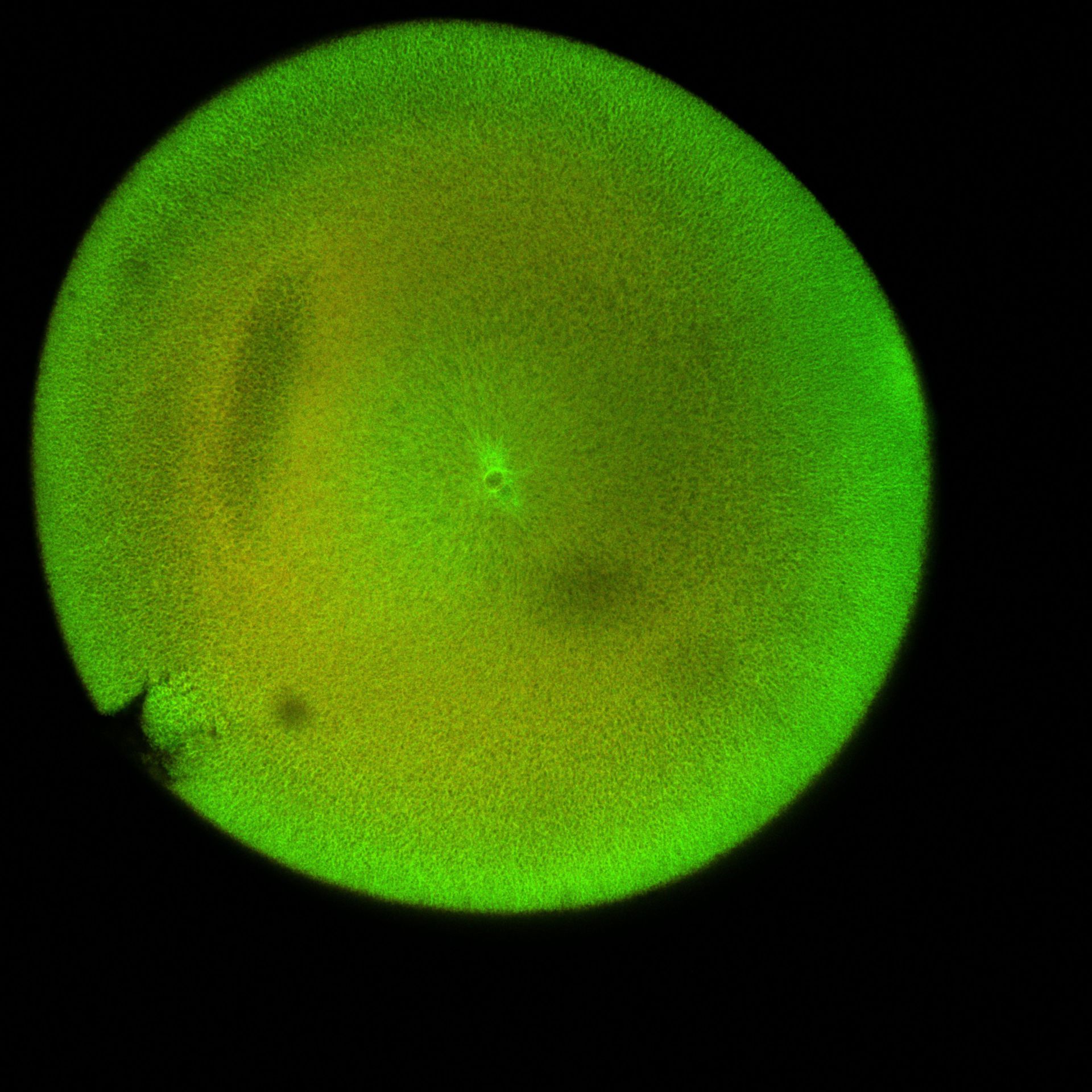 Xenopus laevis (DNA) - CIL:36506