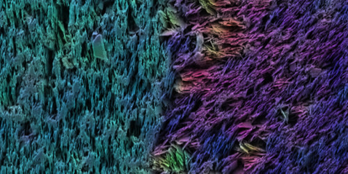 Querschnitt des künstlichen Zahns unter dem Elektronenmikroskop (Falschfarbenbild): Im Zahnschmelz sind Keramikplättchen vertikal angeordnet, im Zahnbein schräg bis horizontal. © Hortense Le Ferrand / ETH Zürich