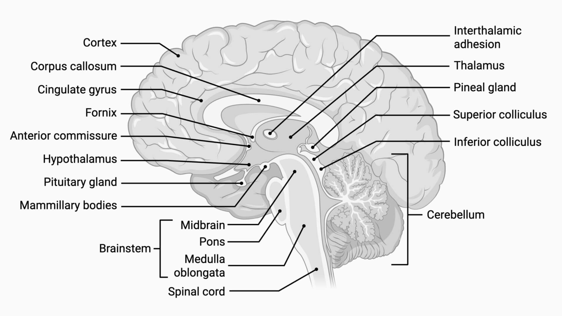 Anatomy of the Brain