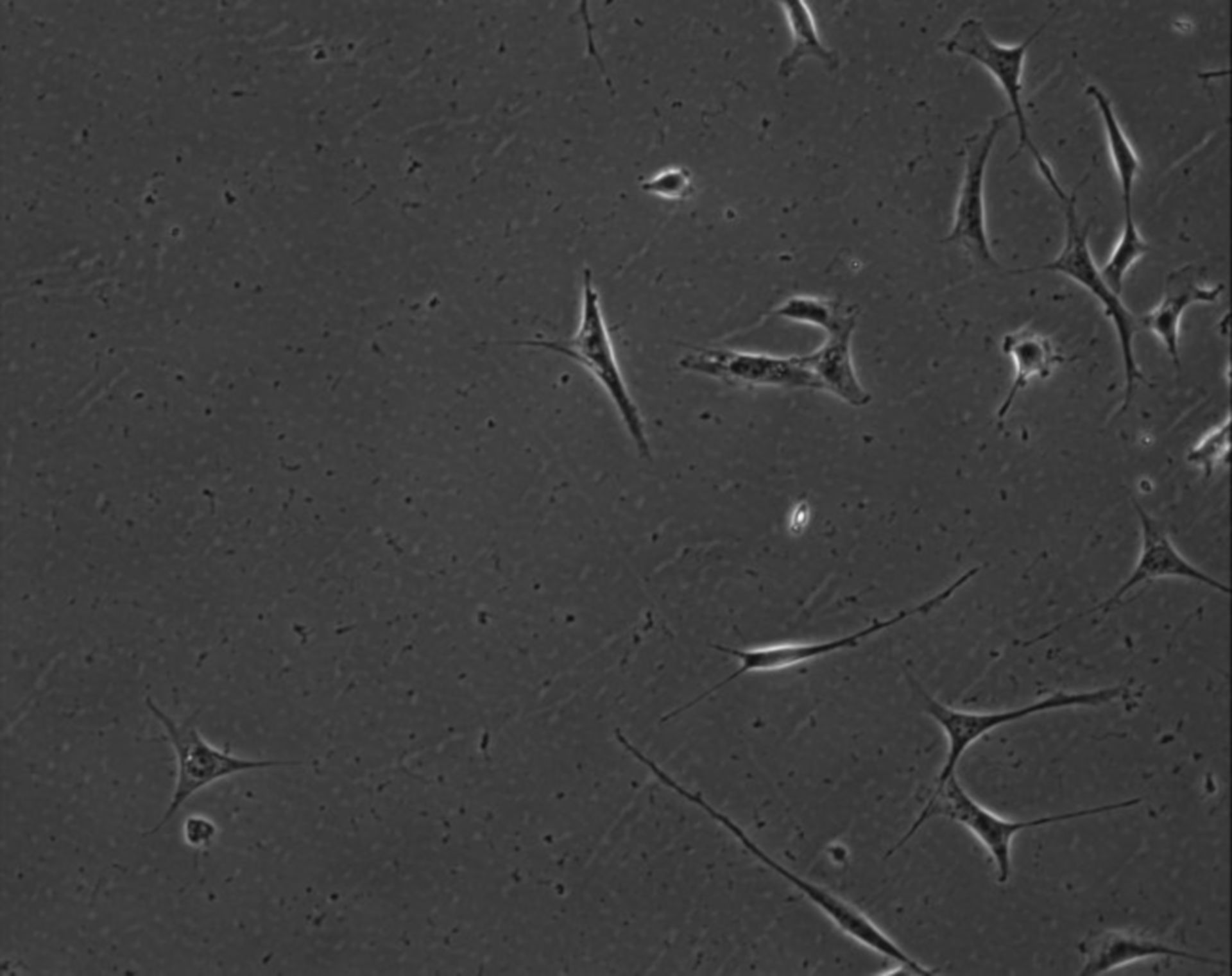 Mus musculus (Extracellular matrix part) - CIL:7876