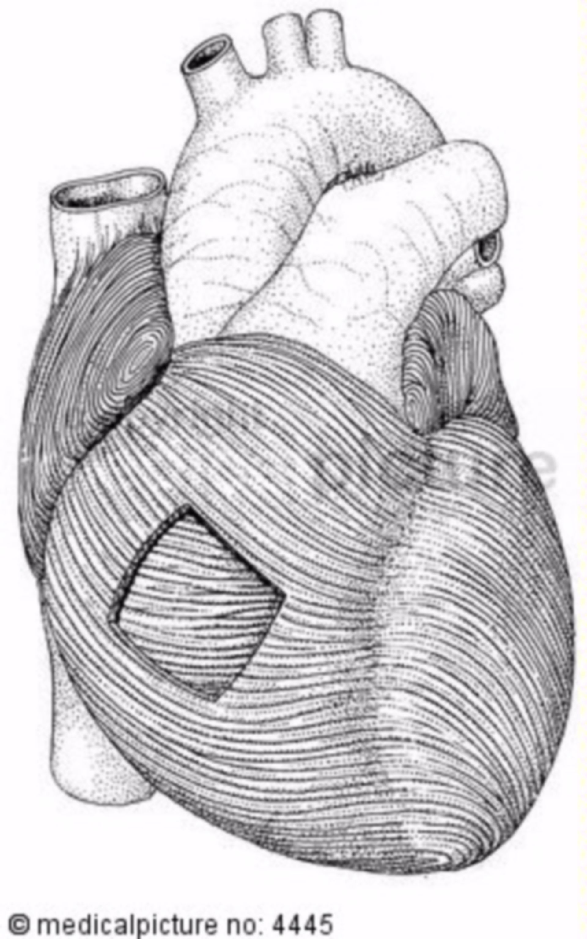 Heart, anatomical model